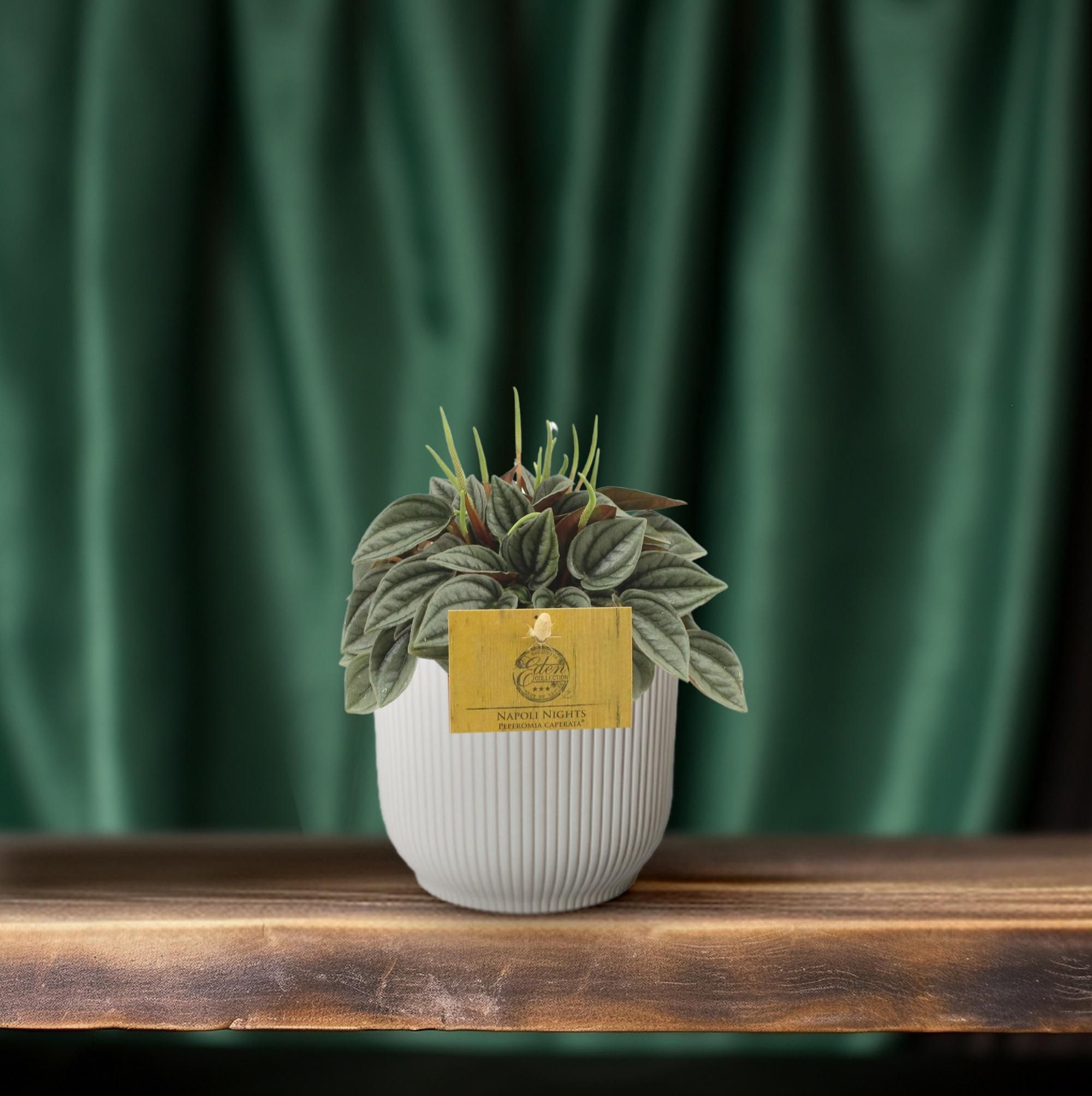 Peperomia Napoli Nights – Ø10,5cm – ↕15cm