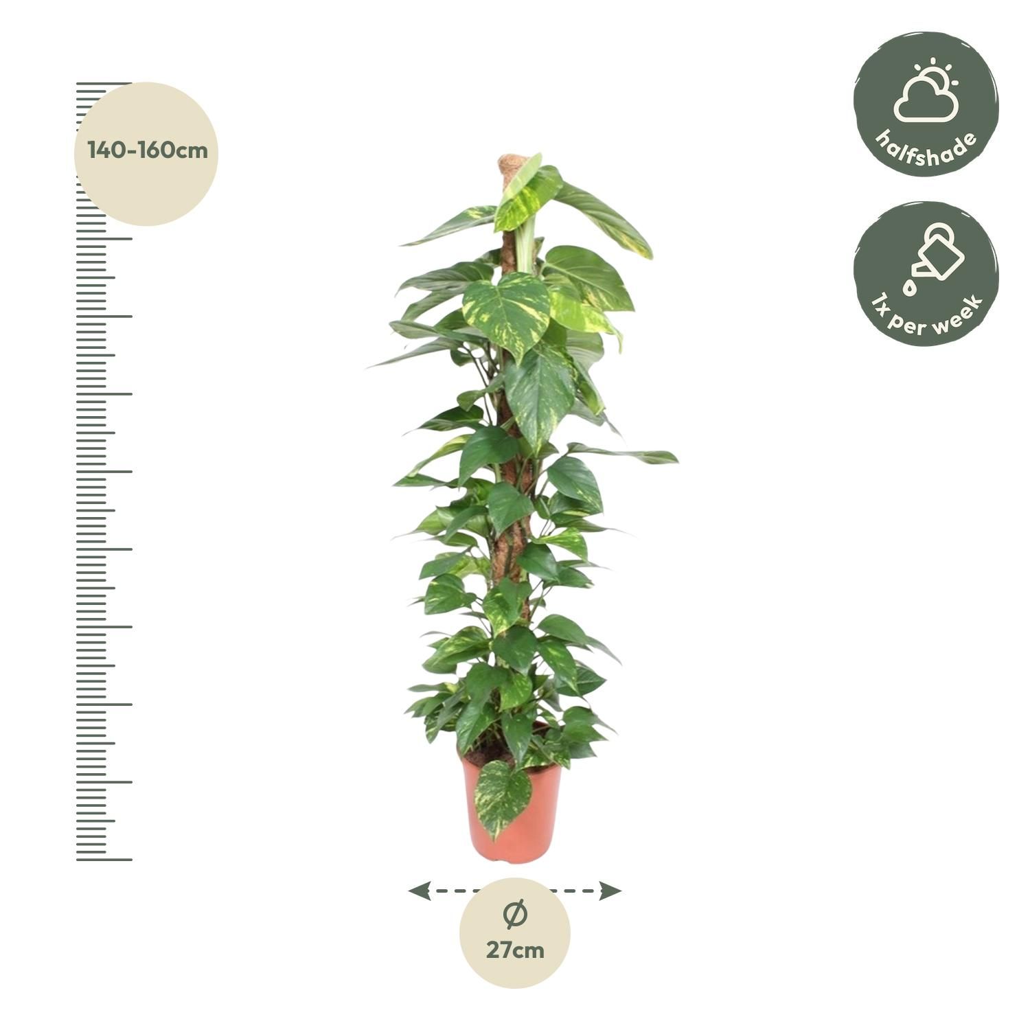 Epipremnum Aureum Kletterpflanze mit Moosstab