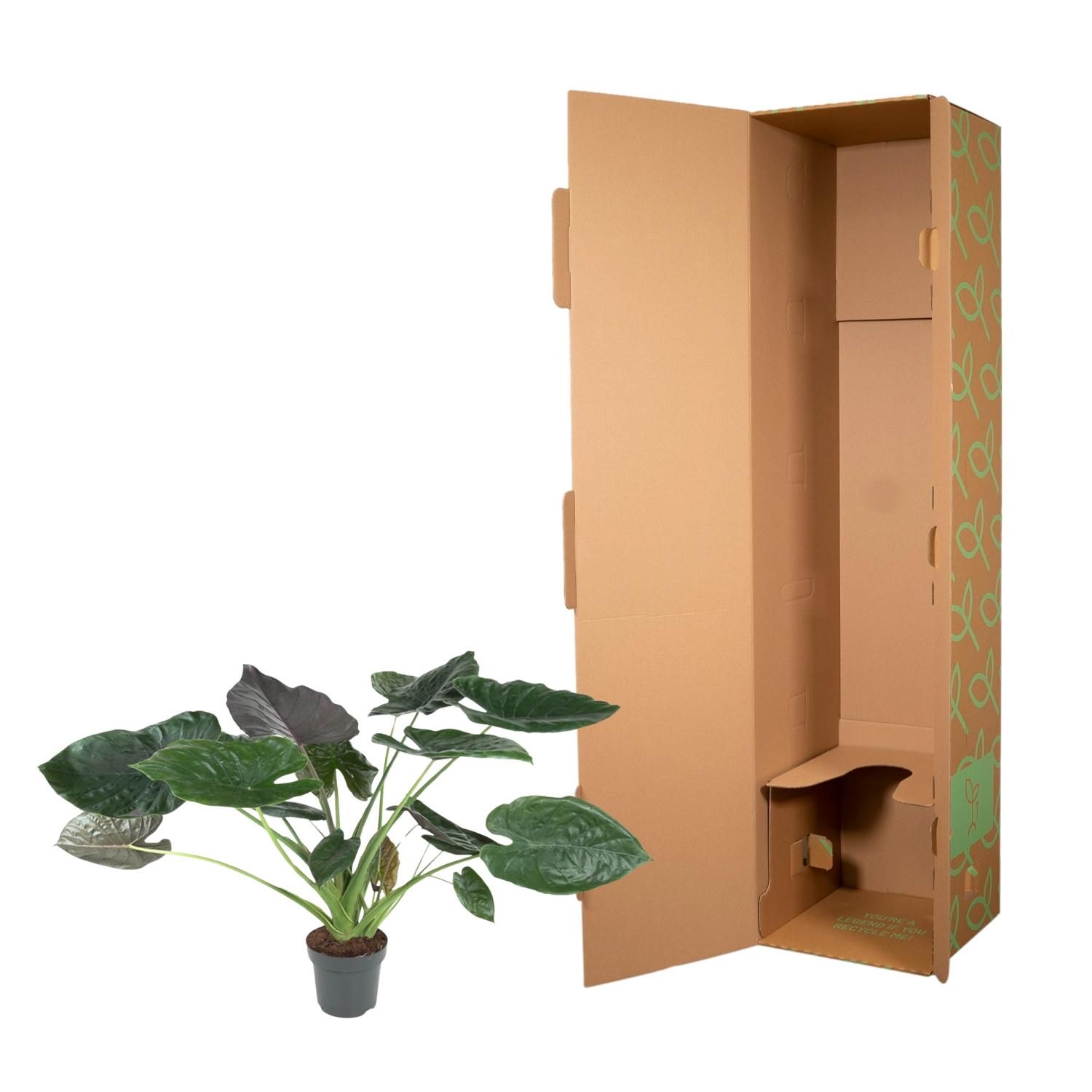 Alocasia Wentii Exotische Zimmerpflanze