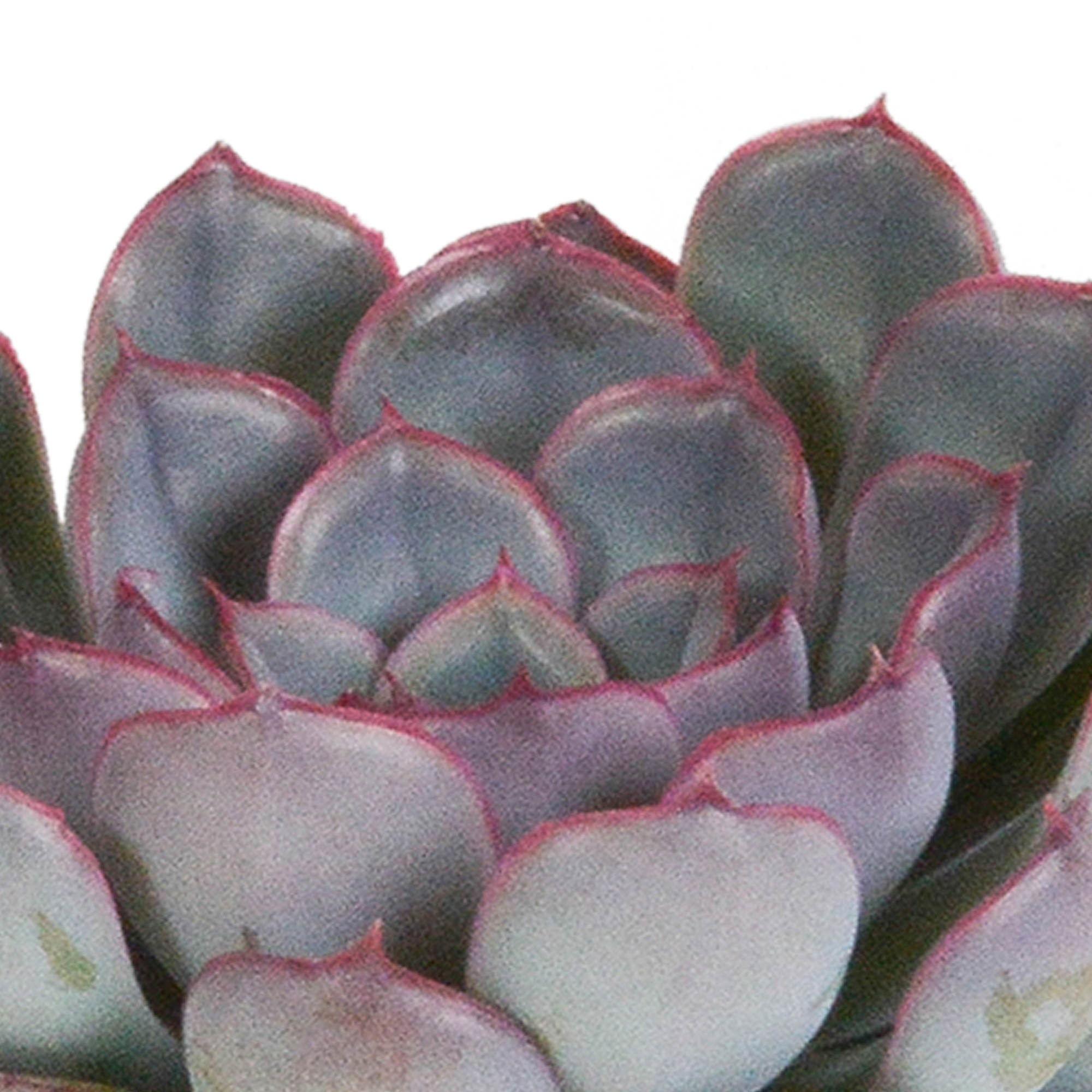 Echeveria Mix Sukkulenten 3er Set ohne Topf