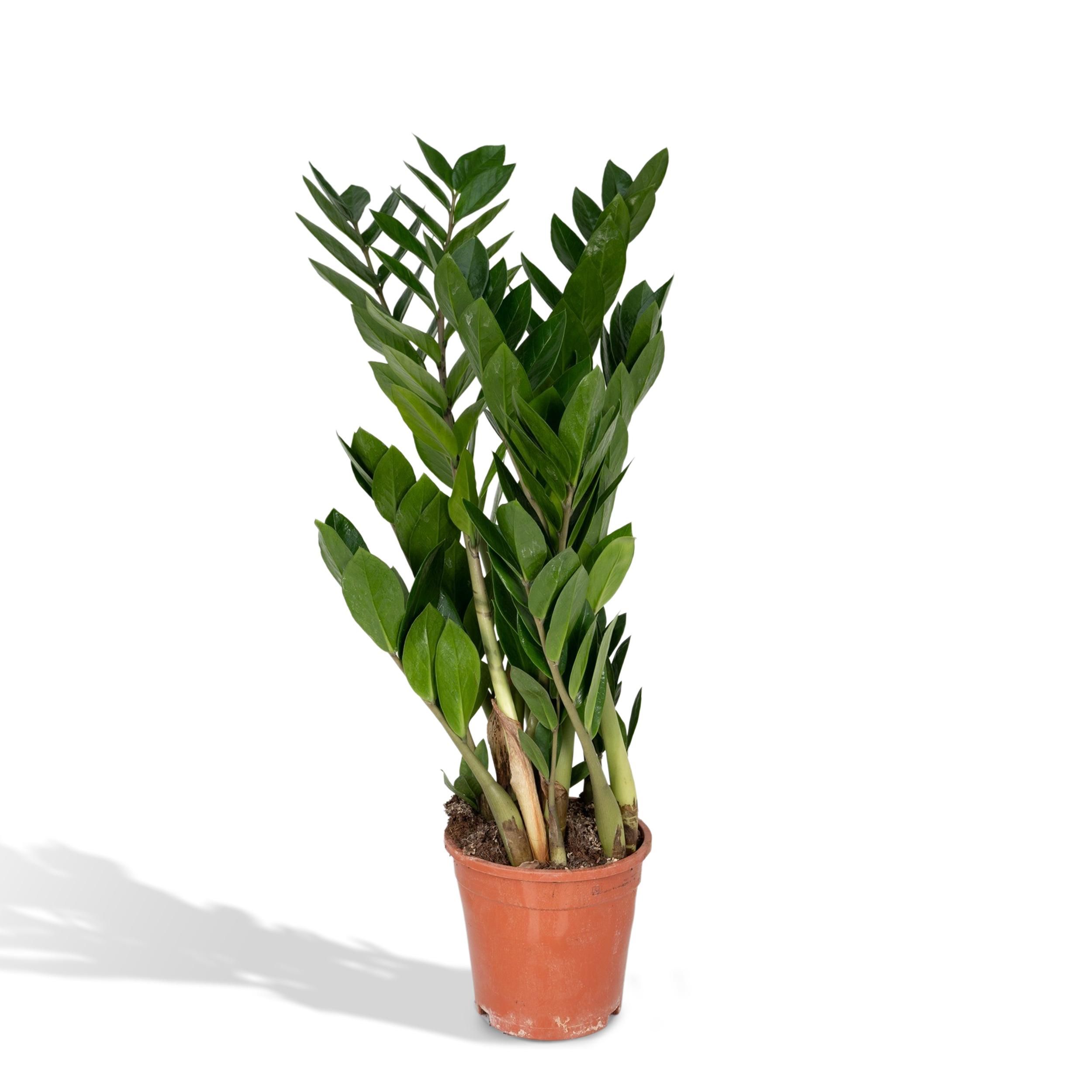 Zamioculcas Zamiifolia Zimmerpflanze