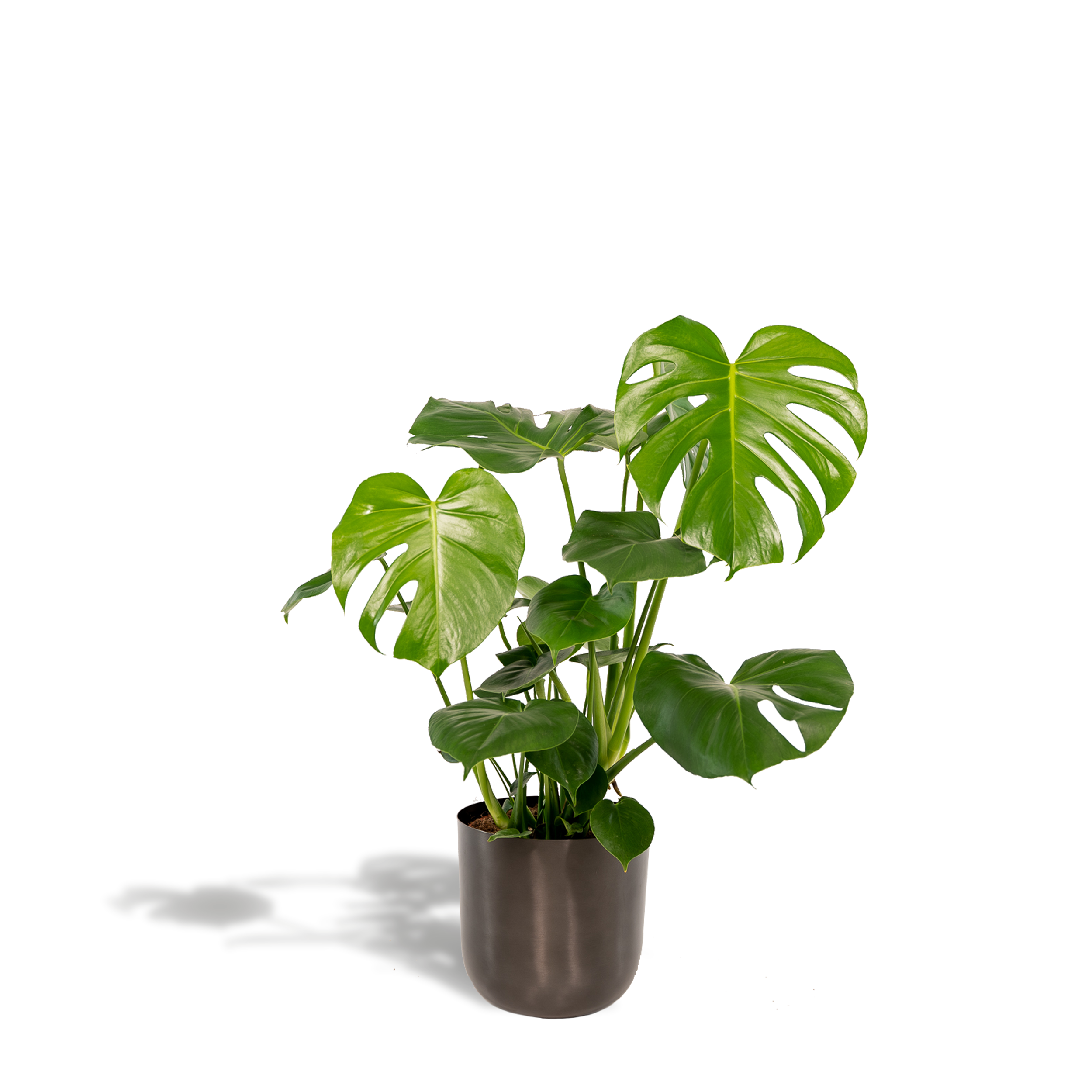 Monstera Deliciosa mit Mayk Lead Übertopf