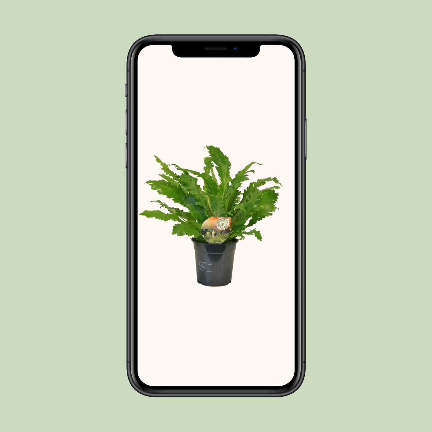 Asplenium Campio Zimmerfarn elegant