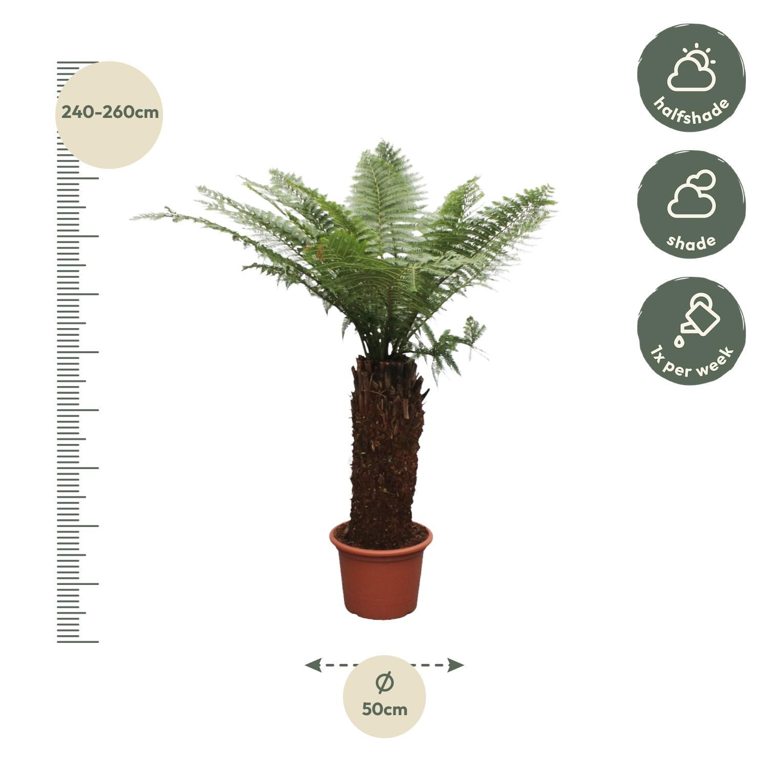 Dicksonia Antarctica Farn - Eindrucksvoller Zimmerfarn
