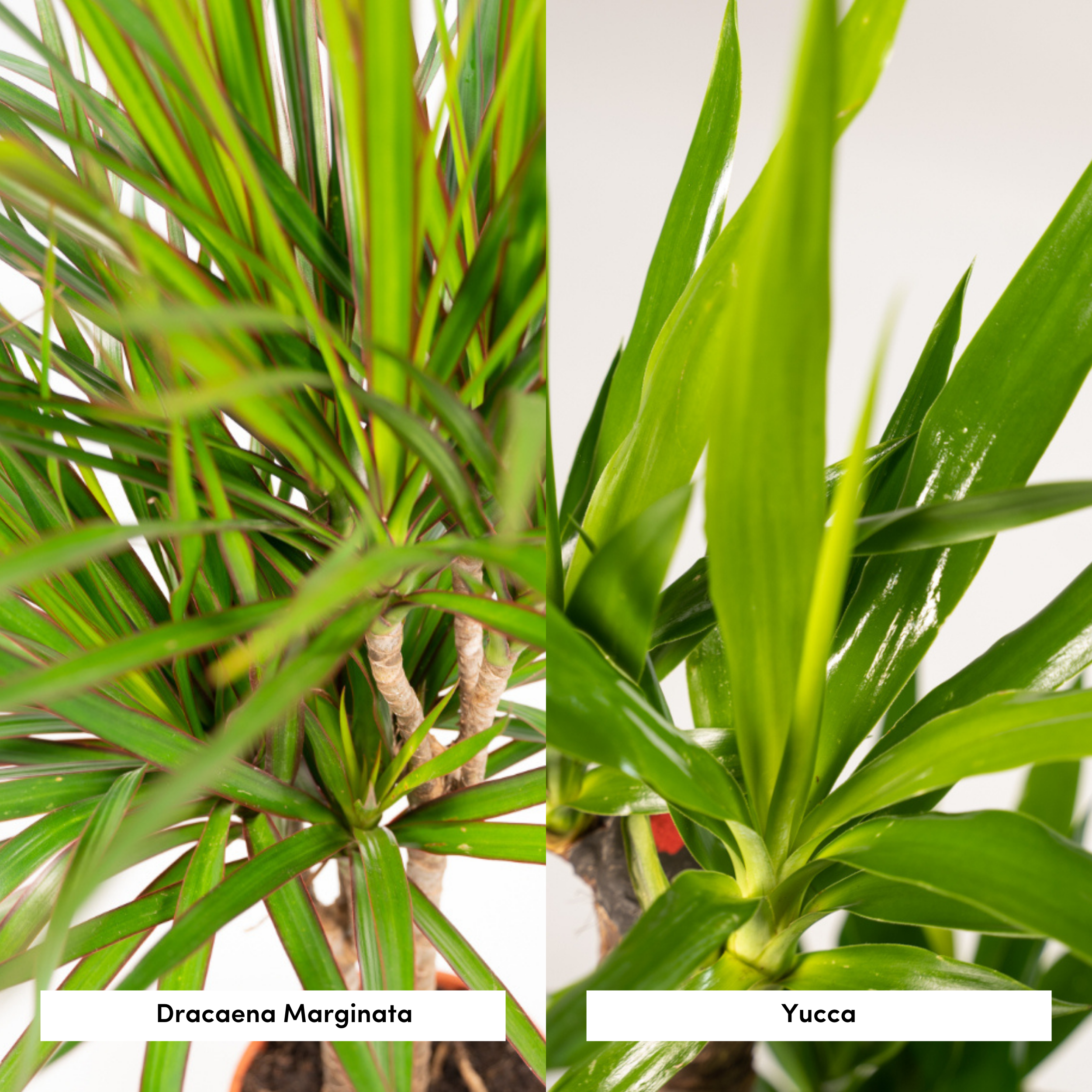 Dracaena und Yucca Zimmerpflanzen Set