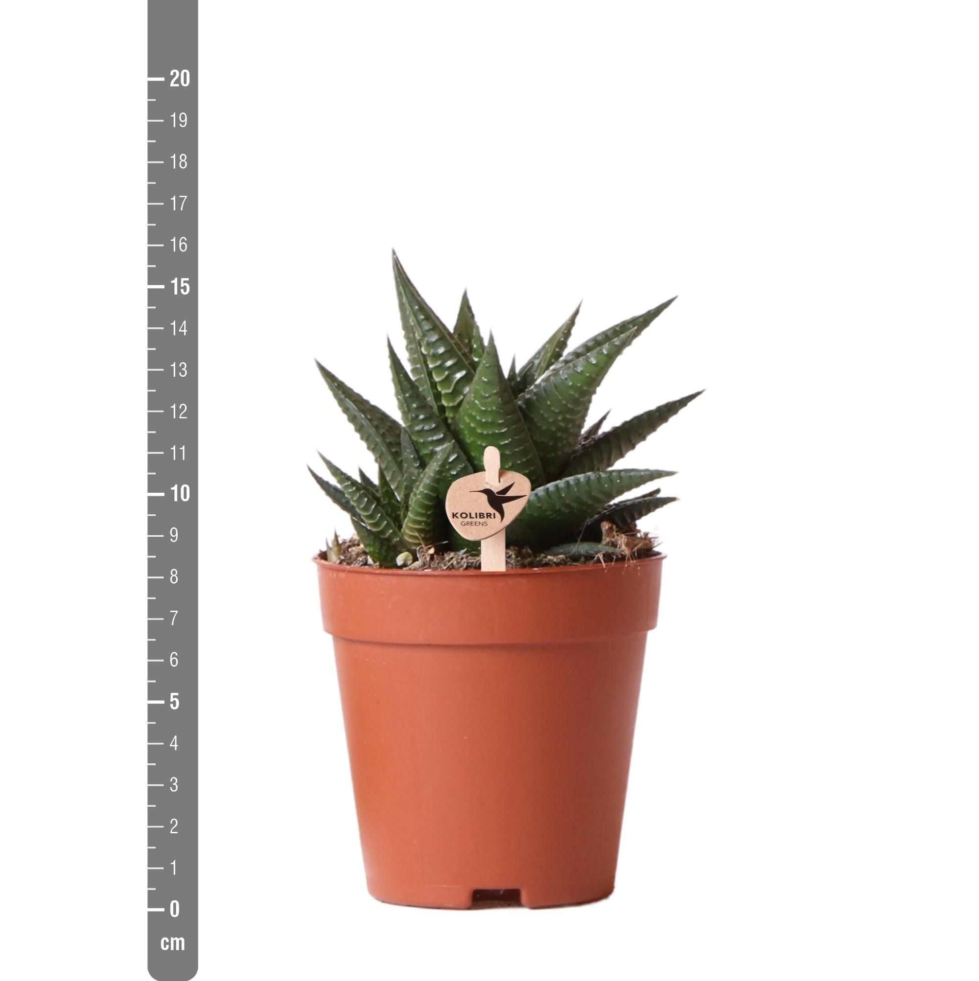 Haworthia Limifolia Sukkulente Zimmerpflanze