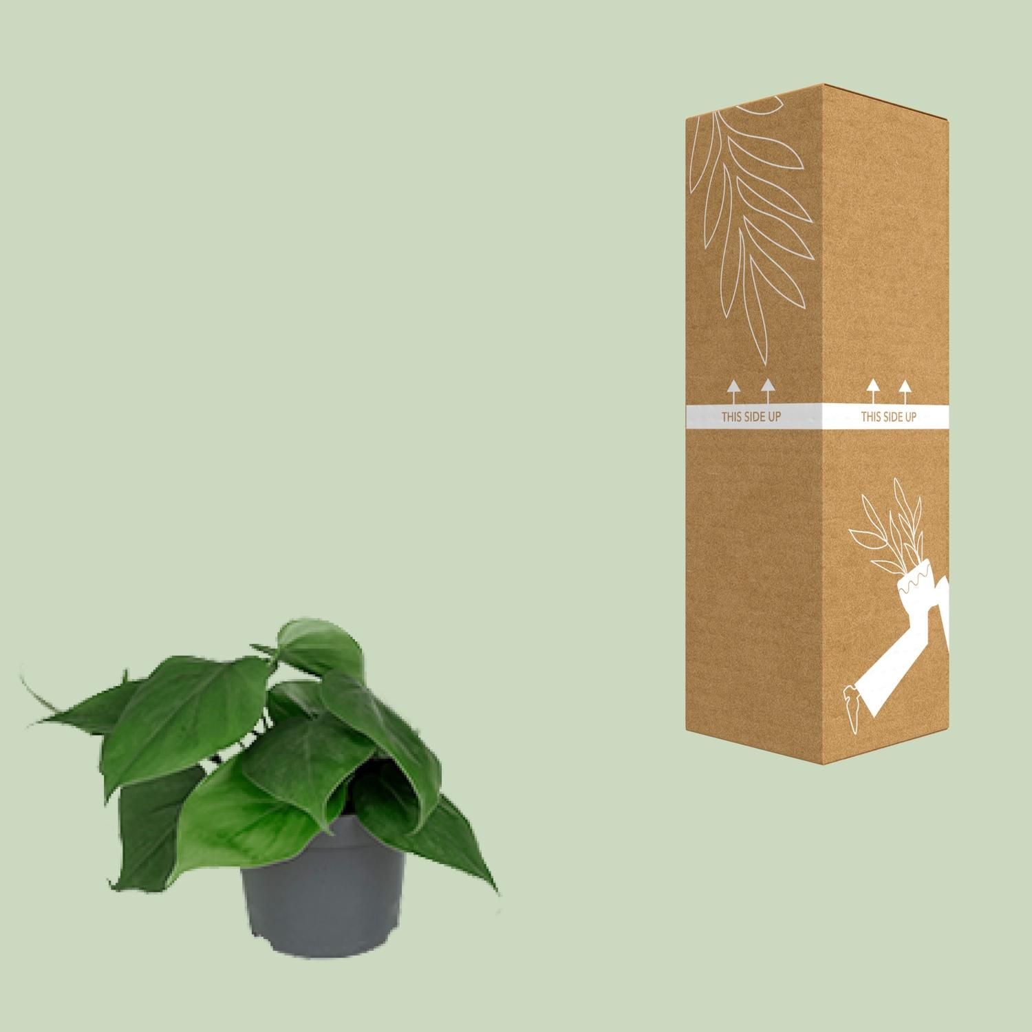 Philodendron Scandens Zimmerpflanze