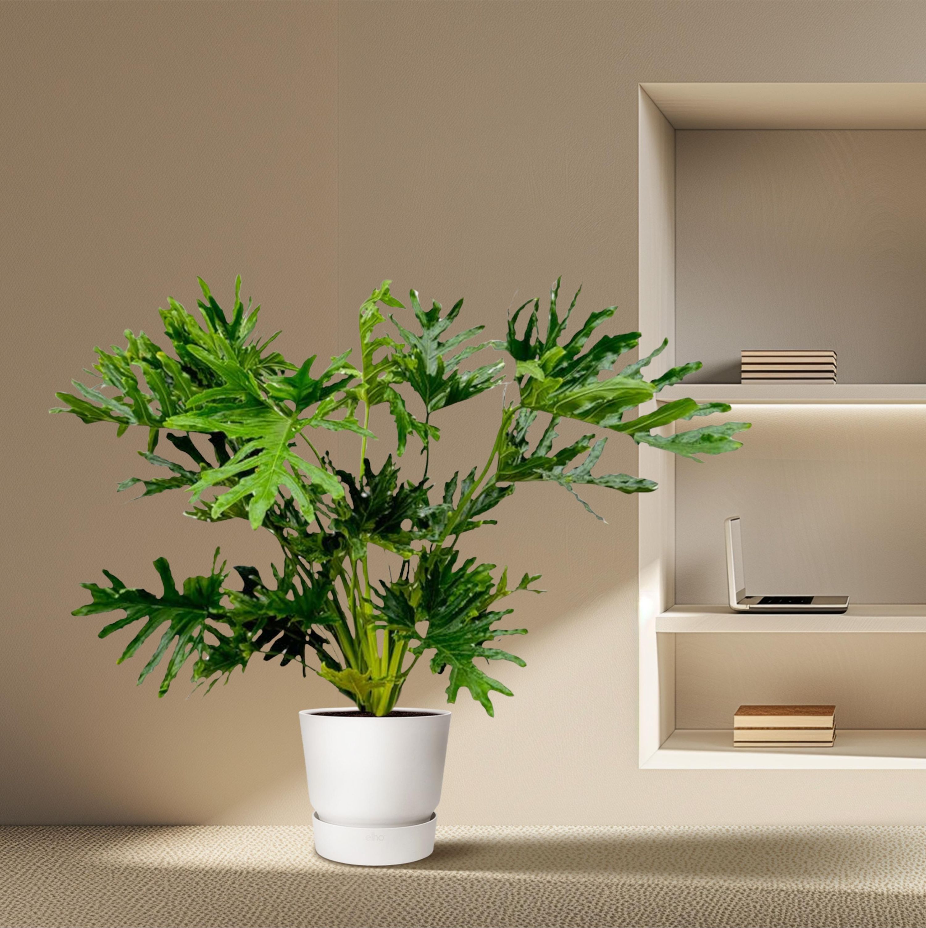 Philodendron Selloum Zimmerpflanze mit tropischem Flair