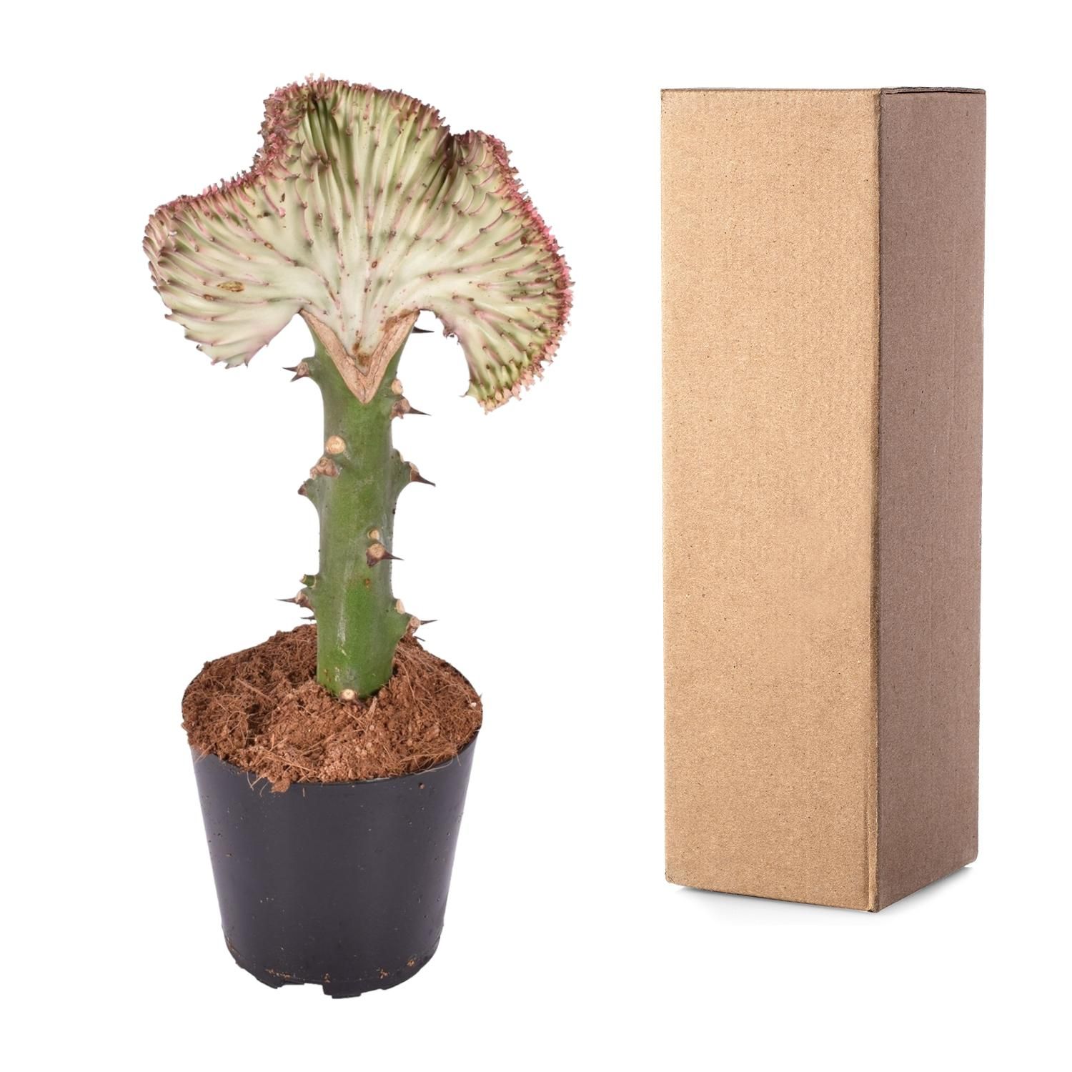 Euphorbia lactea Cristata Korallen-Kaktus