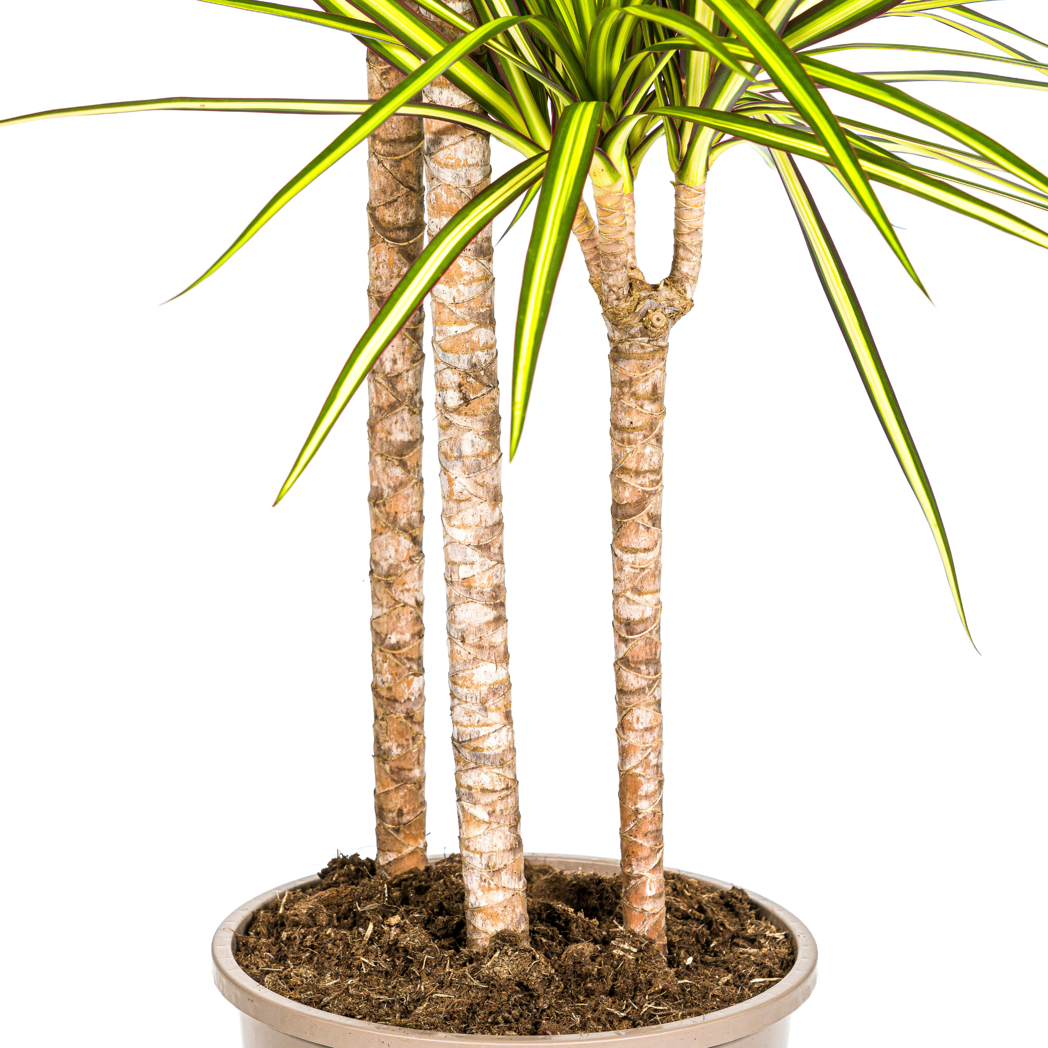 Dracaena Marginata Sunray | Ø24cm – ↕130-150cm | Hochwertige Zimmerpflanze