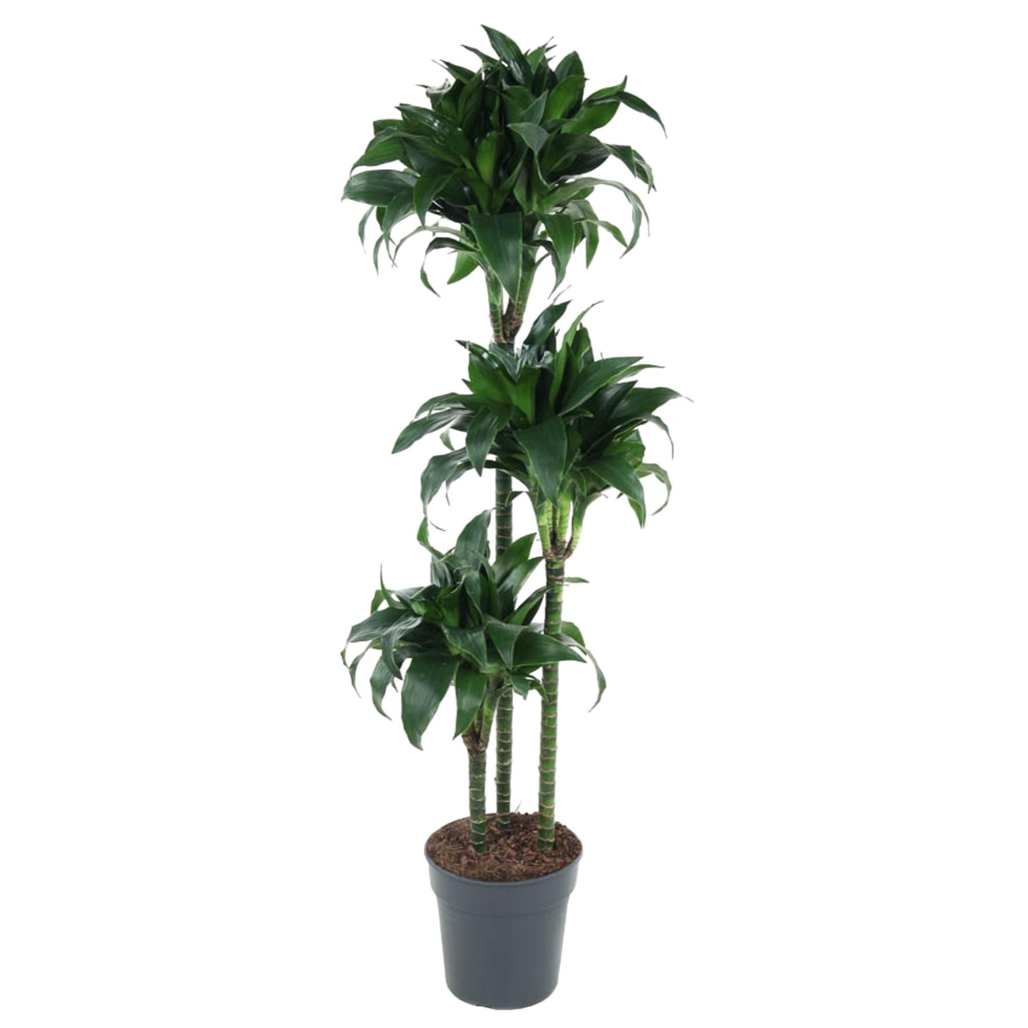 Dracaena Tatuade Zimmerpflanze