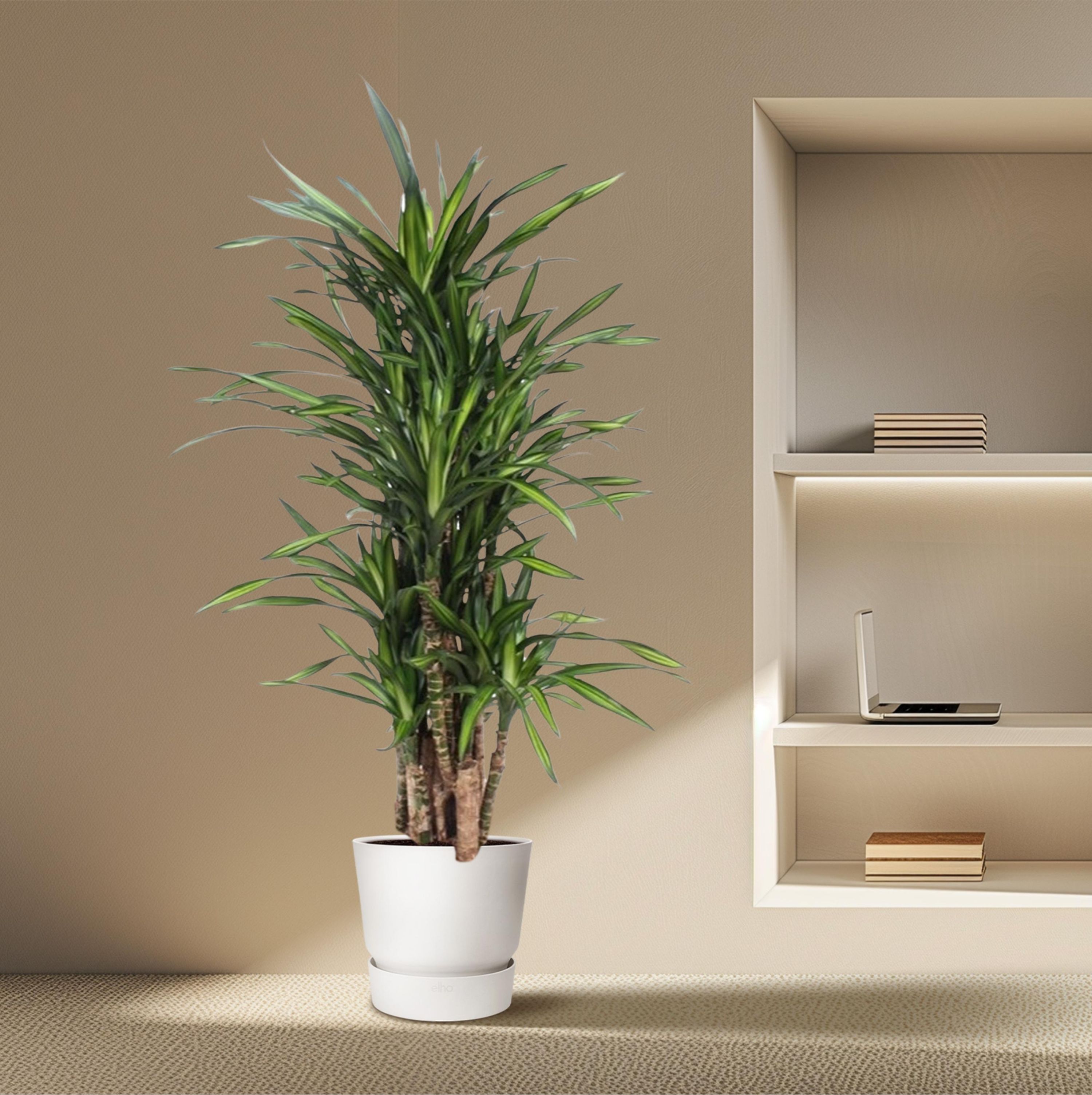 Dracaena Riki Elegante Zimmerpflanze