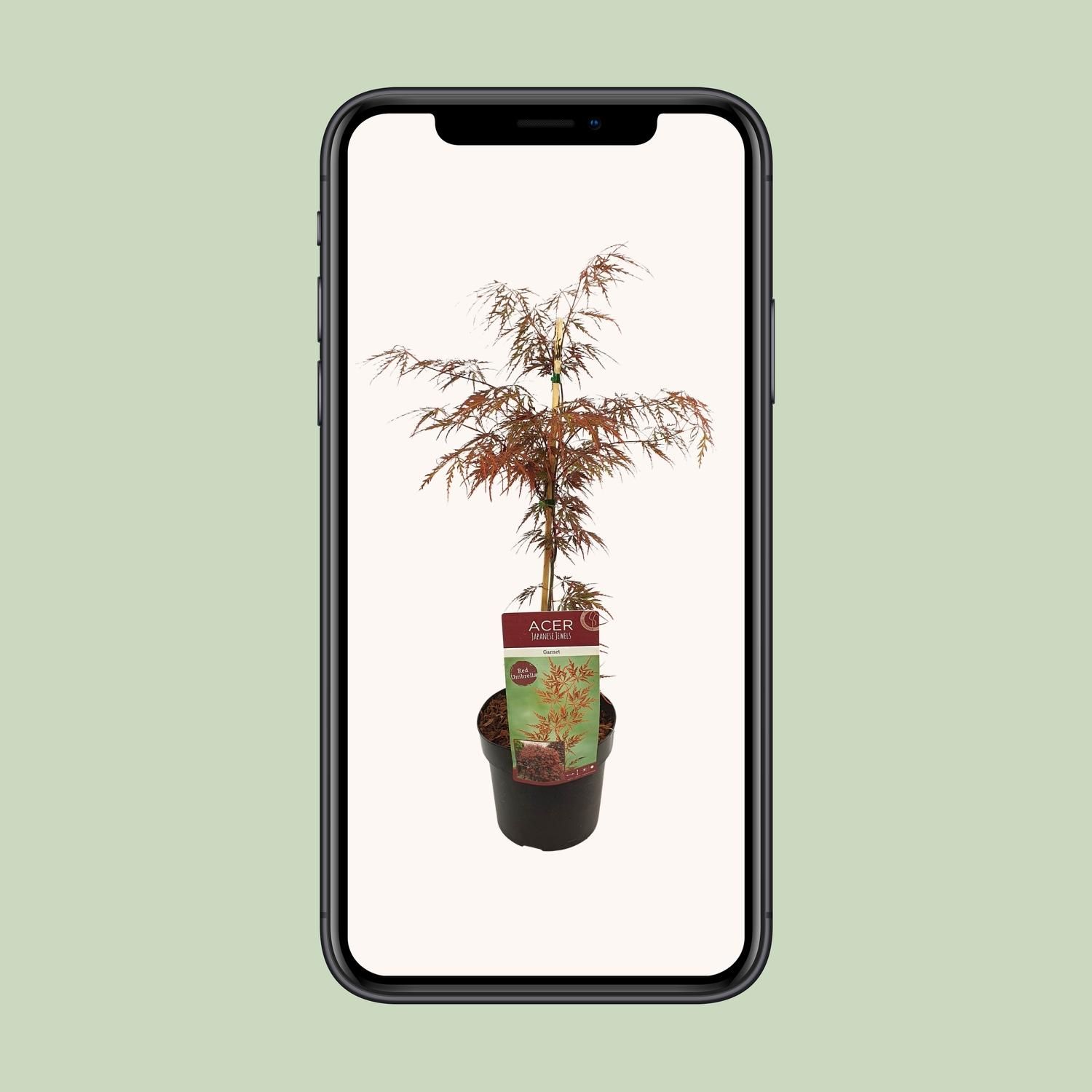 Acer Garnet – Lebendiger Ahorn mit farbenprächtigen Blättern