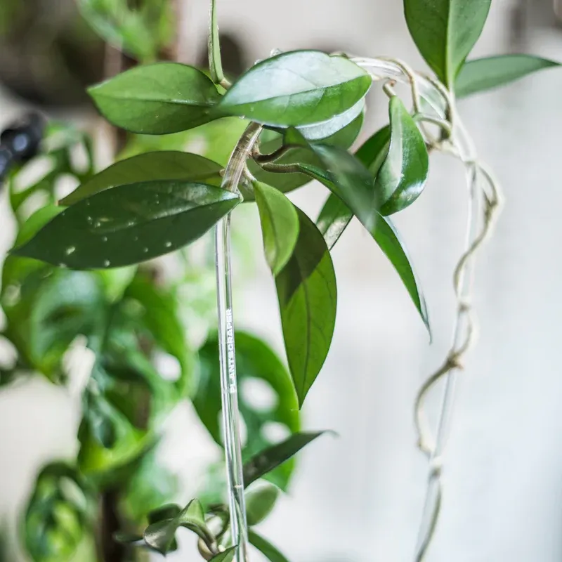 Arch Trellis – Minimalist Support for Your Climbing Plants