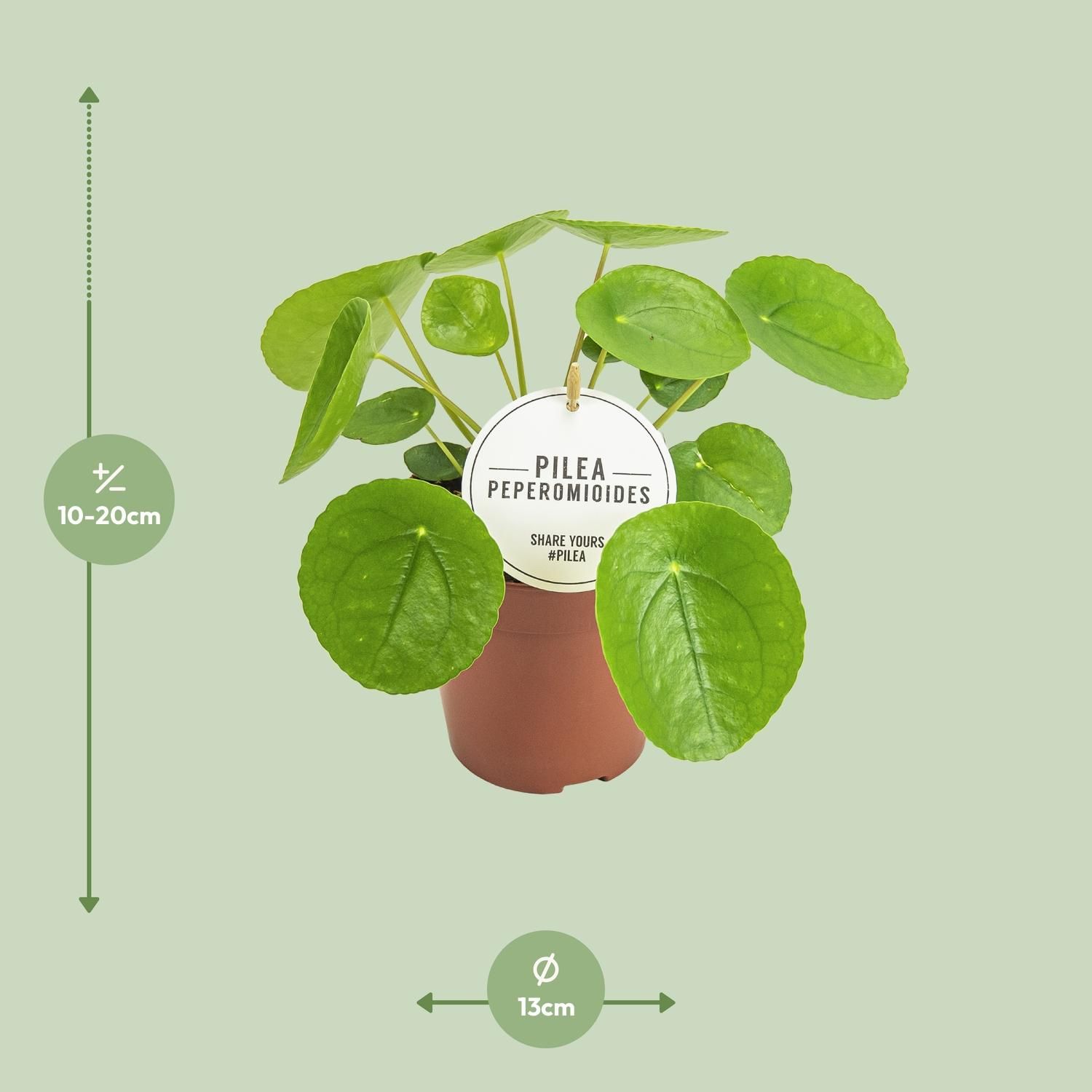 Pilea Peperomioides – Elegante Aluminium-Pflanze für Innenräume