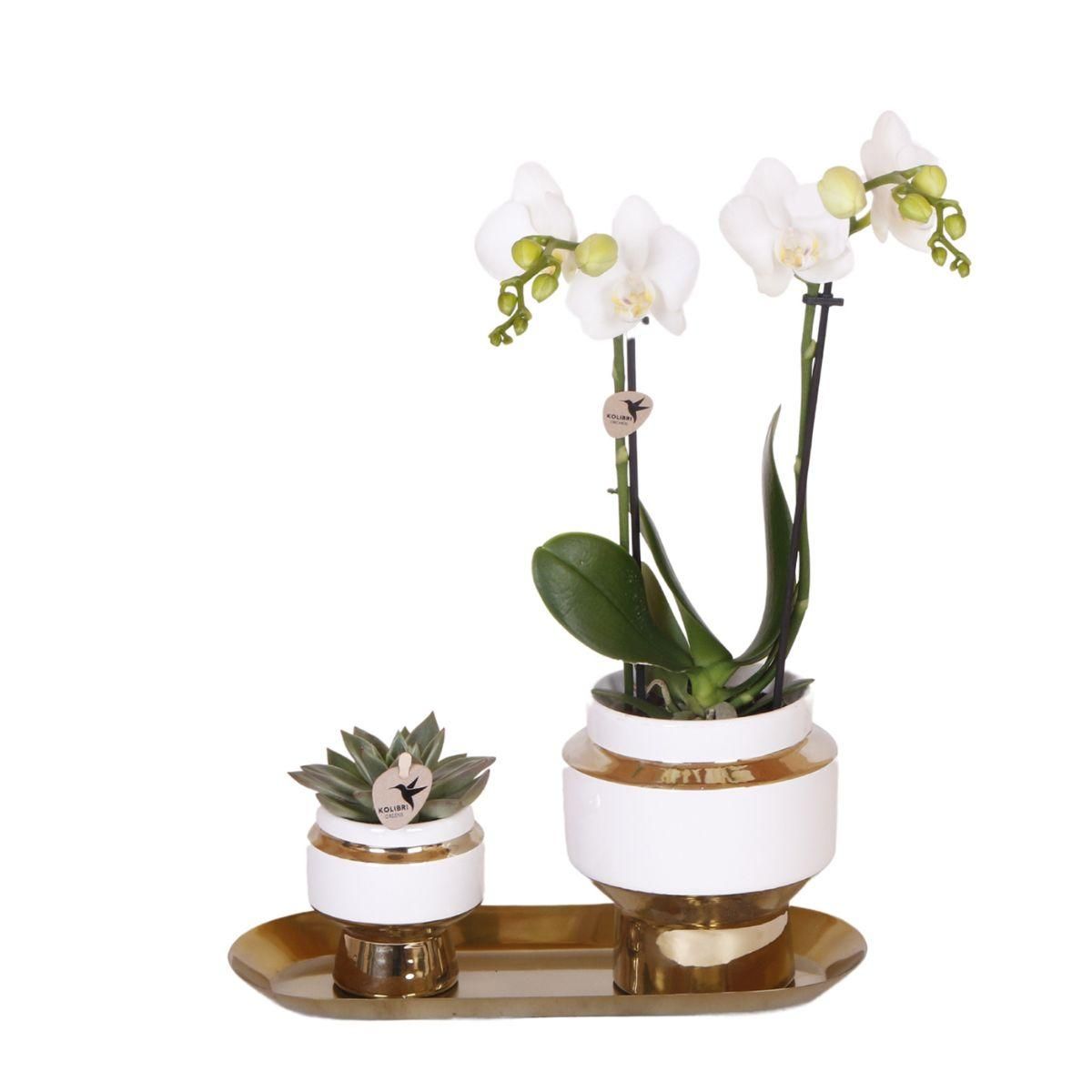 Weiße Orchidee Amabilis mit Sukkulente im eleganten Silber-Set