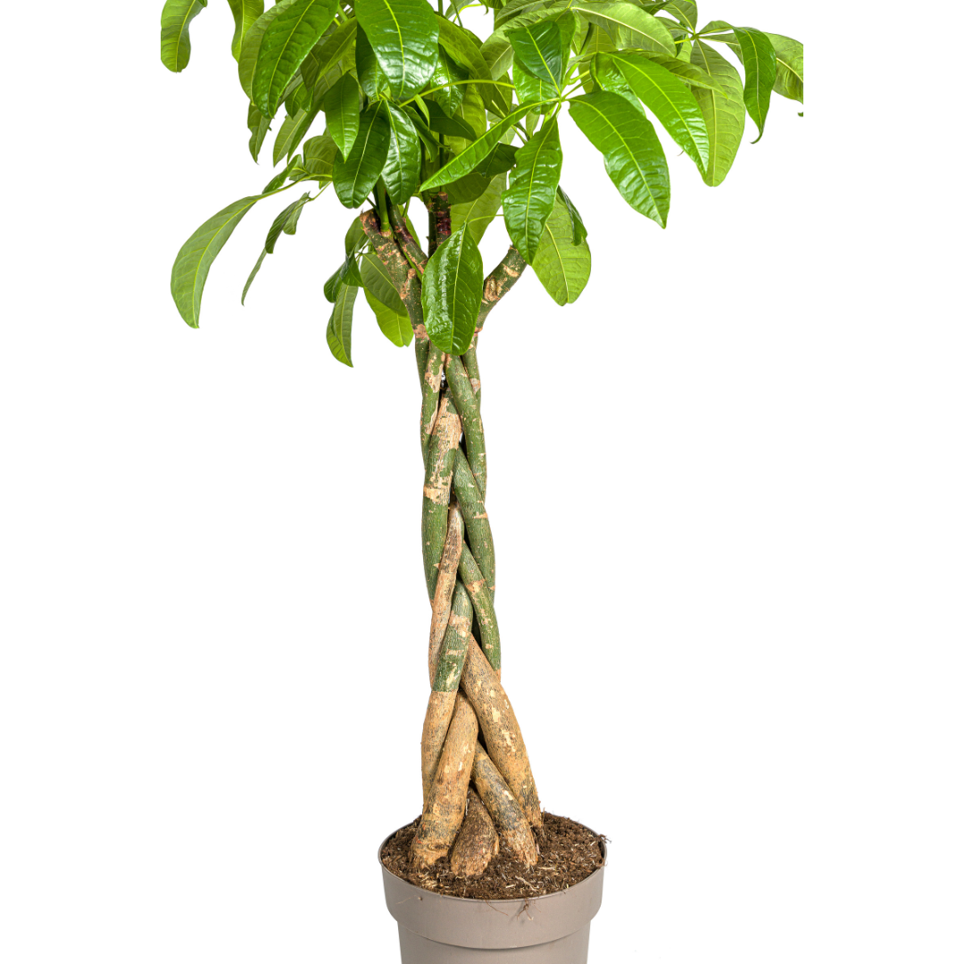 Pachira Aquatica Ø30cm – Höhe 160-180cm | Topfgröße | Pflegeleicht