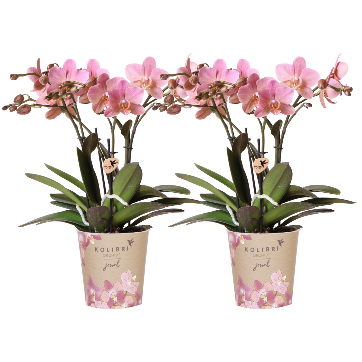 Phalaenopsis Orchideen 2er Kombi – Altrosa – Ø12cm Topf – Blühende Zimmerpflanze