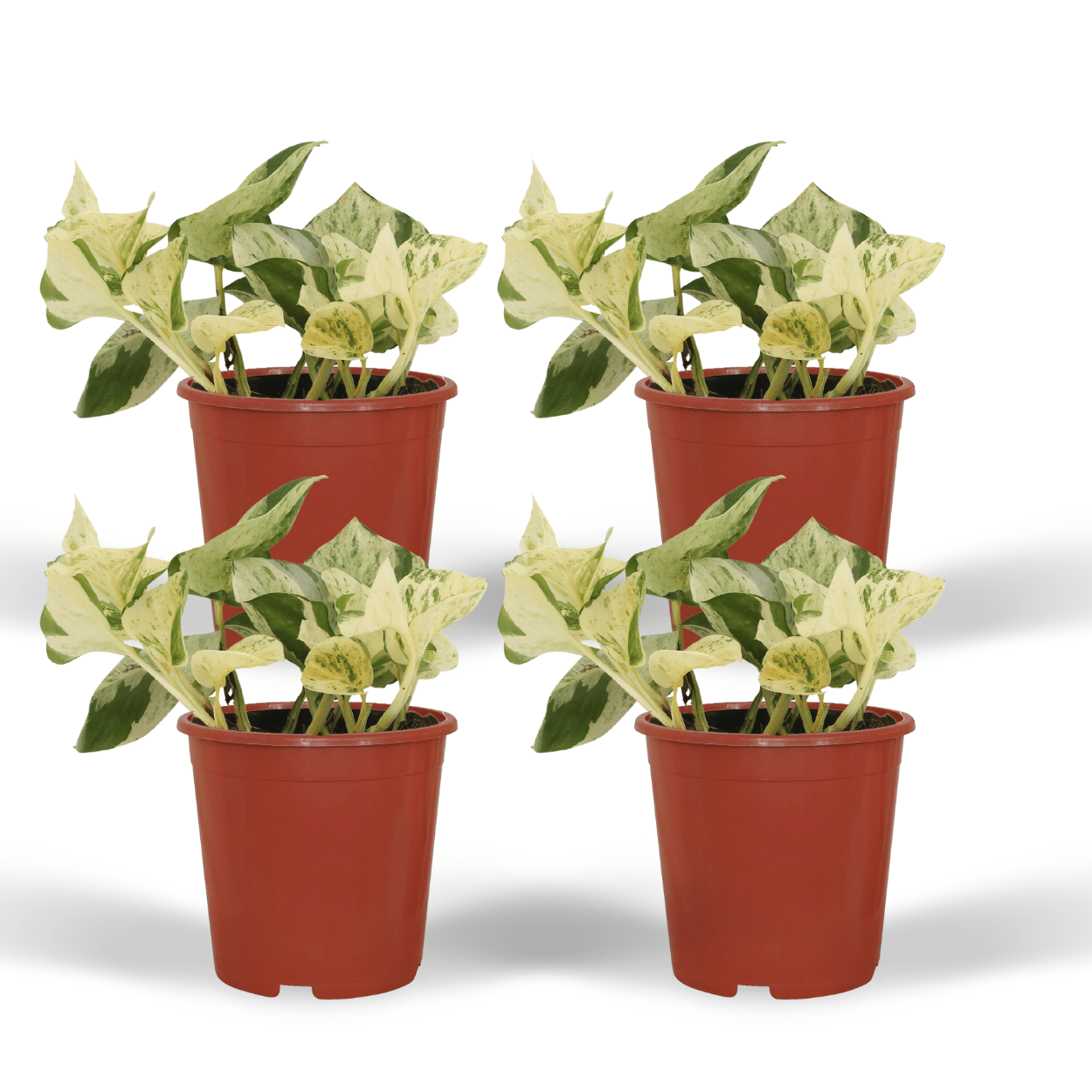Epipremnum Happy Leaf Zimmerpflanze