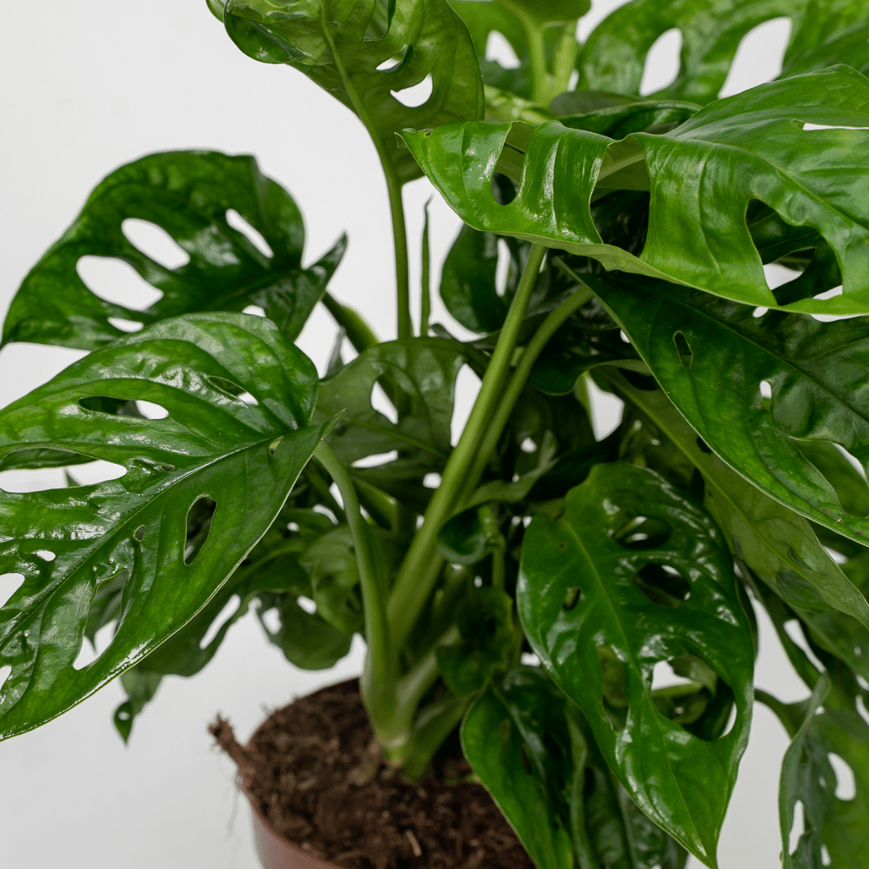 Monstera Monkey Leaf Zimmerpflanze