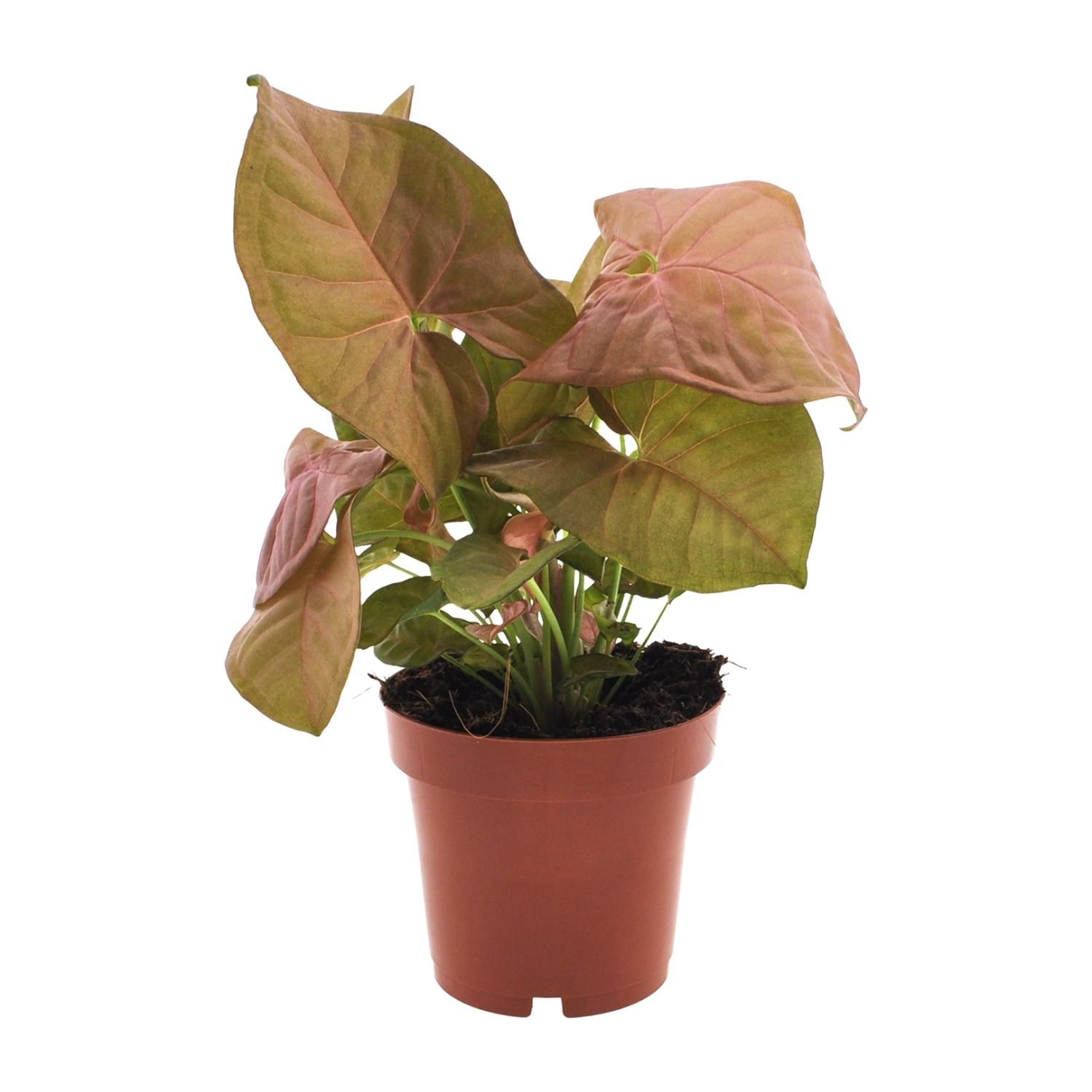 Syngonium Neon - Pfeilspitzenpflanze mit dekorativem Charakter