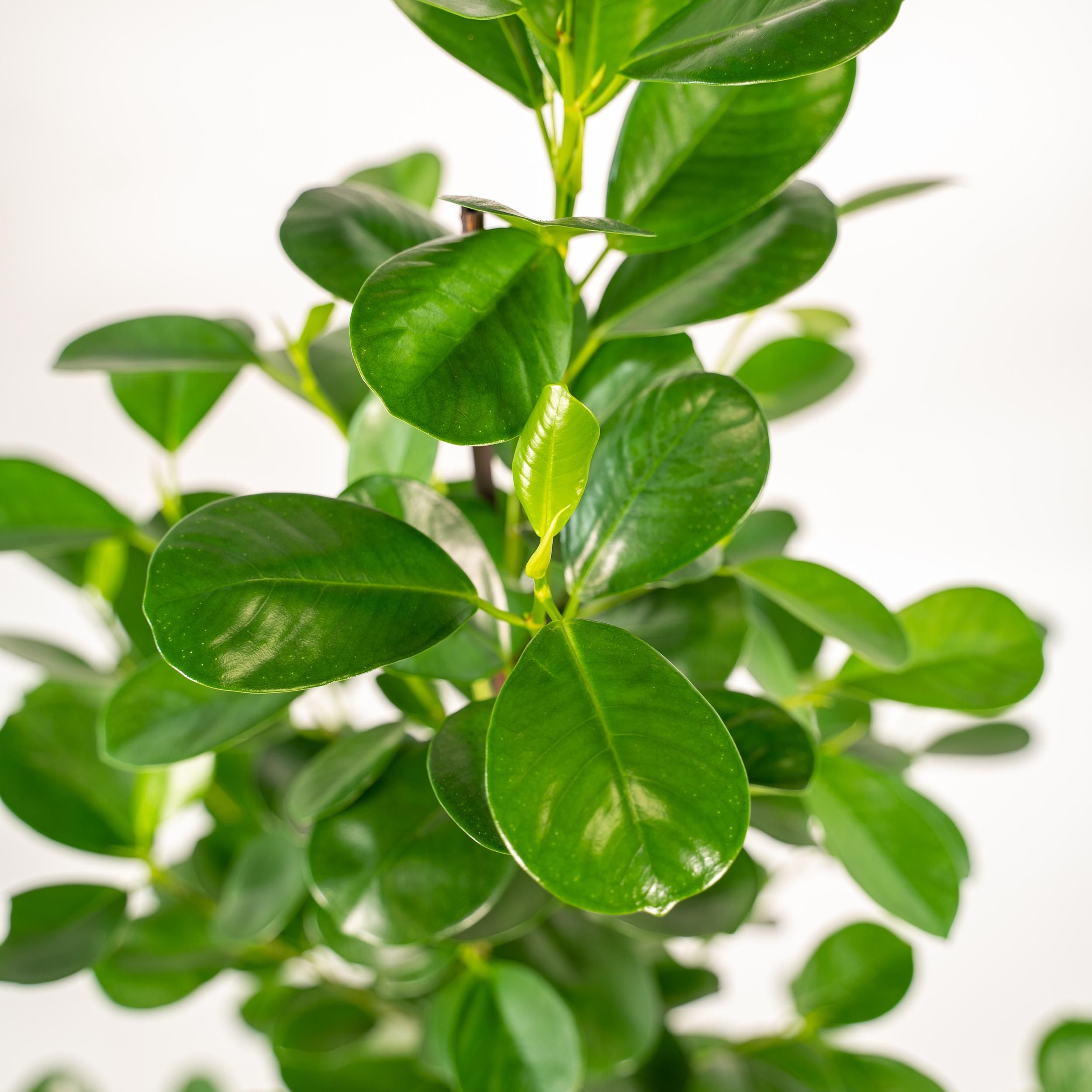 Ficus Microcarpa Moclame Zimmerpflanze mit Übertopf