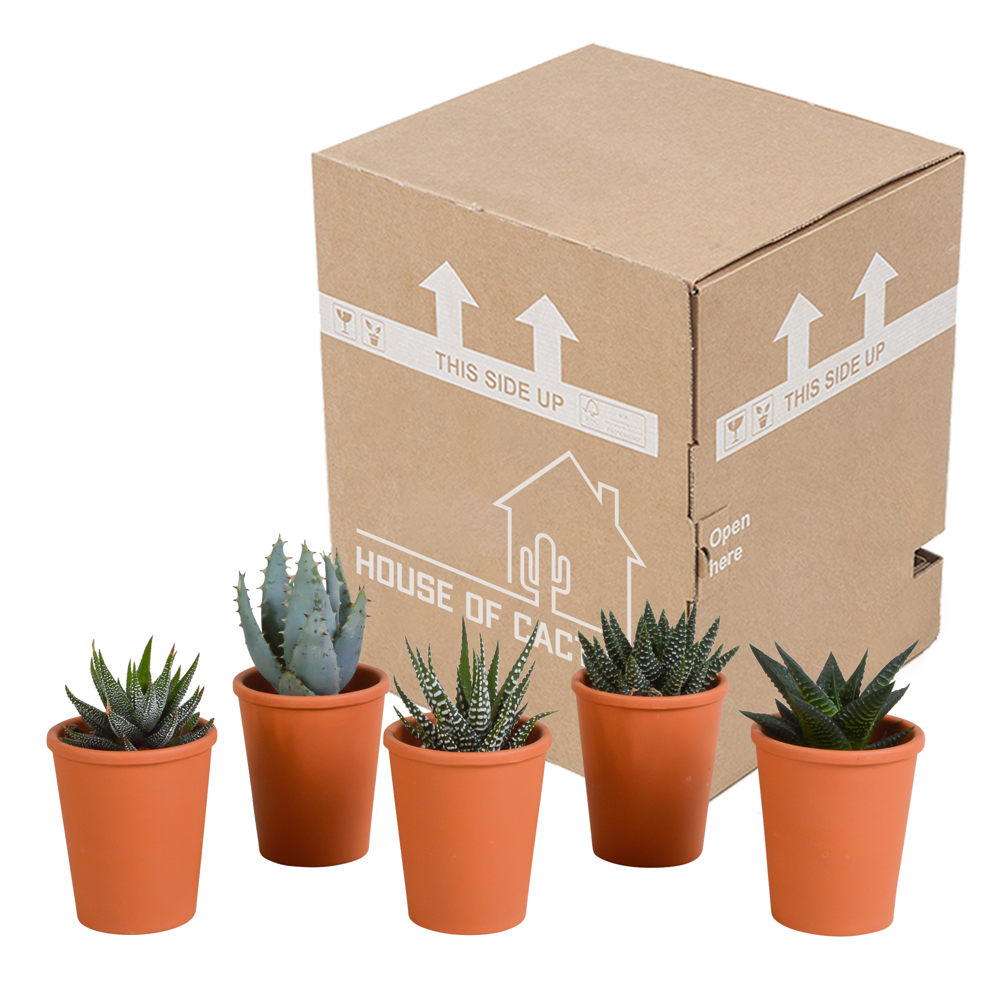 Gasteria und Haworthia Pflanzenmix im Terrakotta-Topf