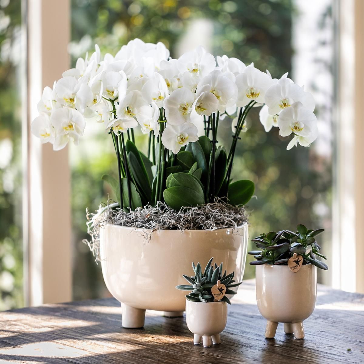 Rote Phalaenopsis Orchidee im Keramiktopf