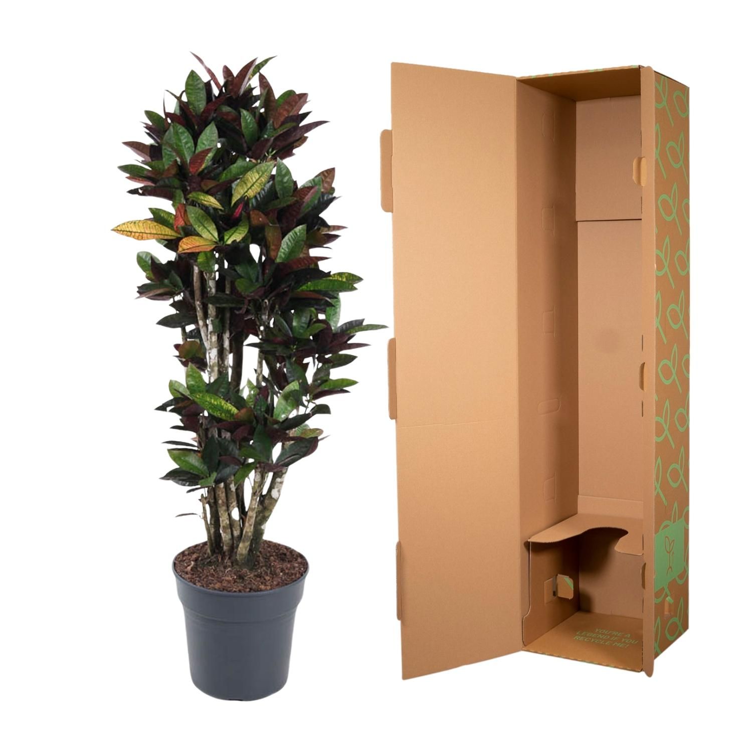 Codiaeum Mammi Zimmerpflanze mit bunten Blättern