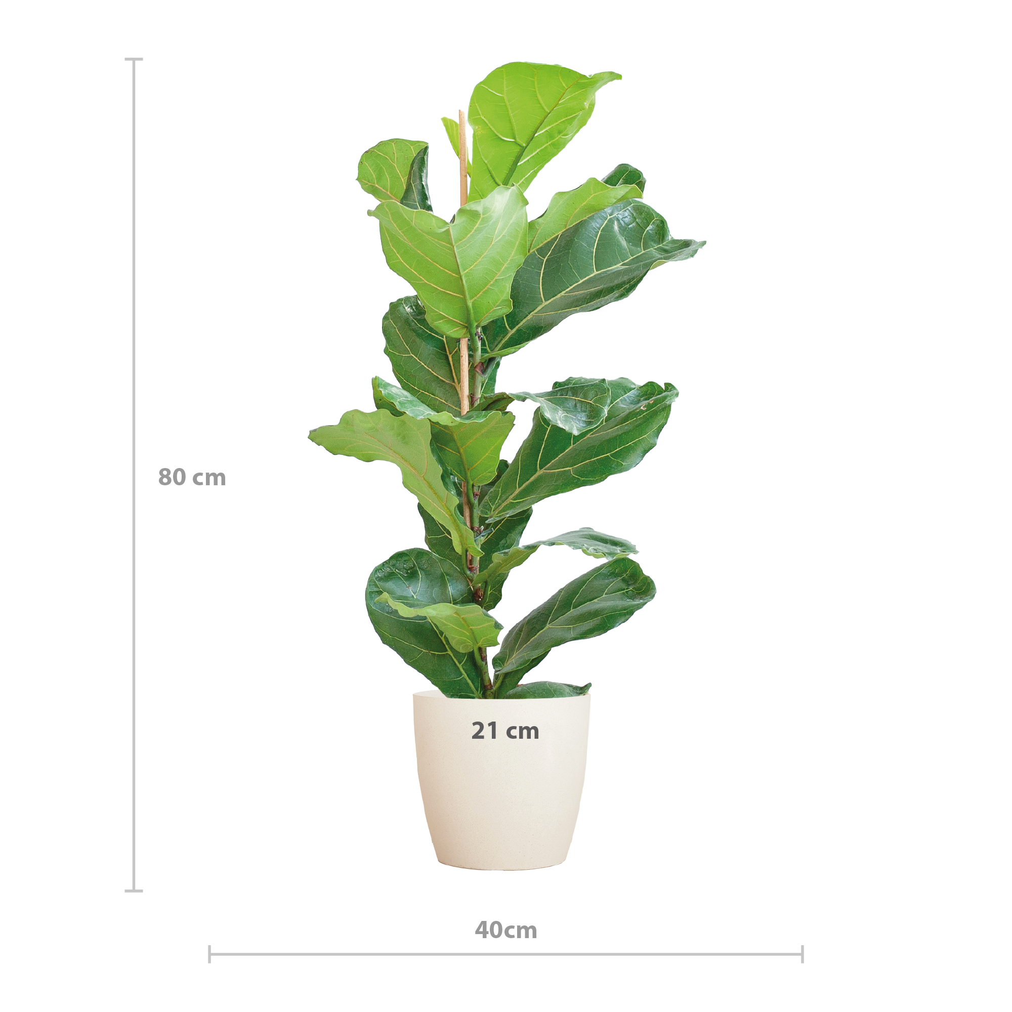 Ficus Lyrata – 80 cm – mit Topf weiß