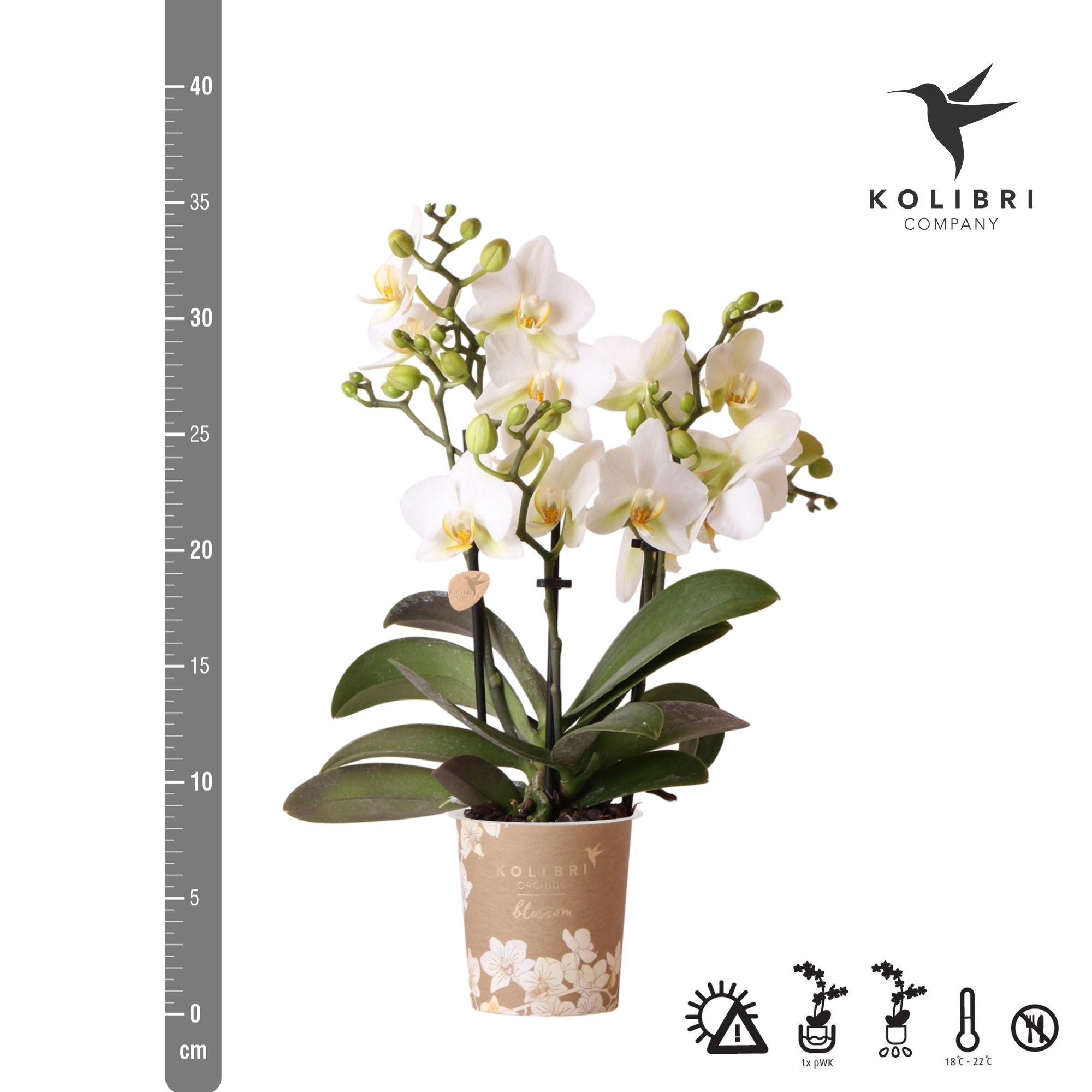 Weiße Phalaenopsis Orchidee Lausanne