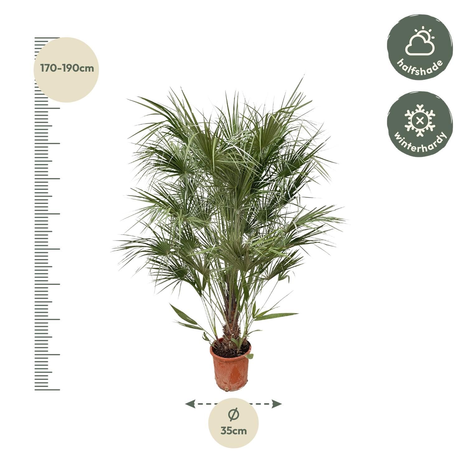 Chamaerops Humilis Mediterrane Zwergpalme