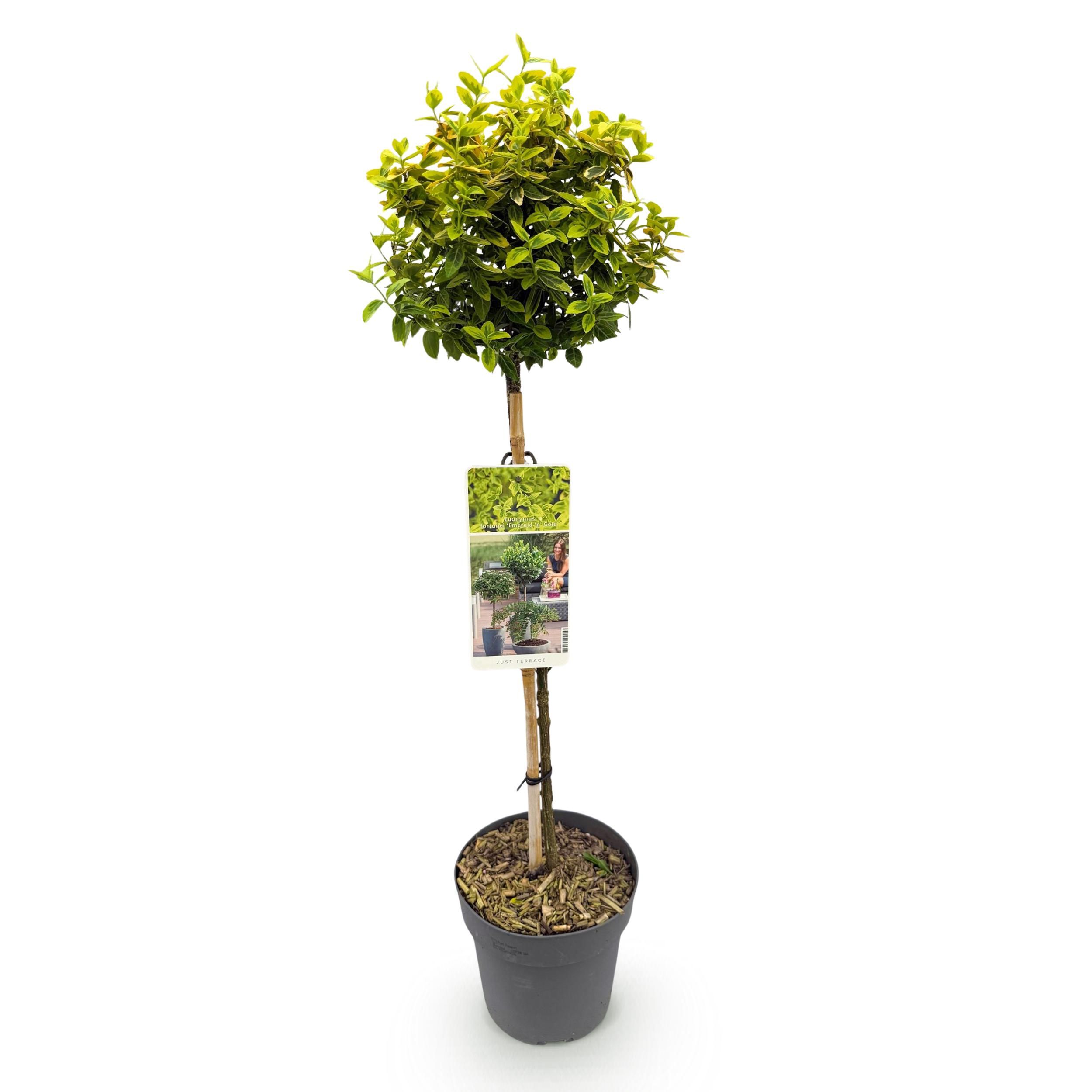 Euonymus fortunei Emerald n Gold – Stamm-Pflanze | Immergrün | Wenig Pflege – Topf 19cm Höhe 90cm