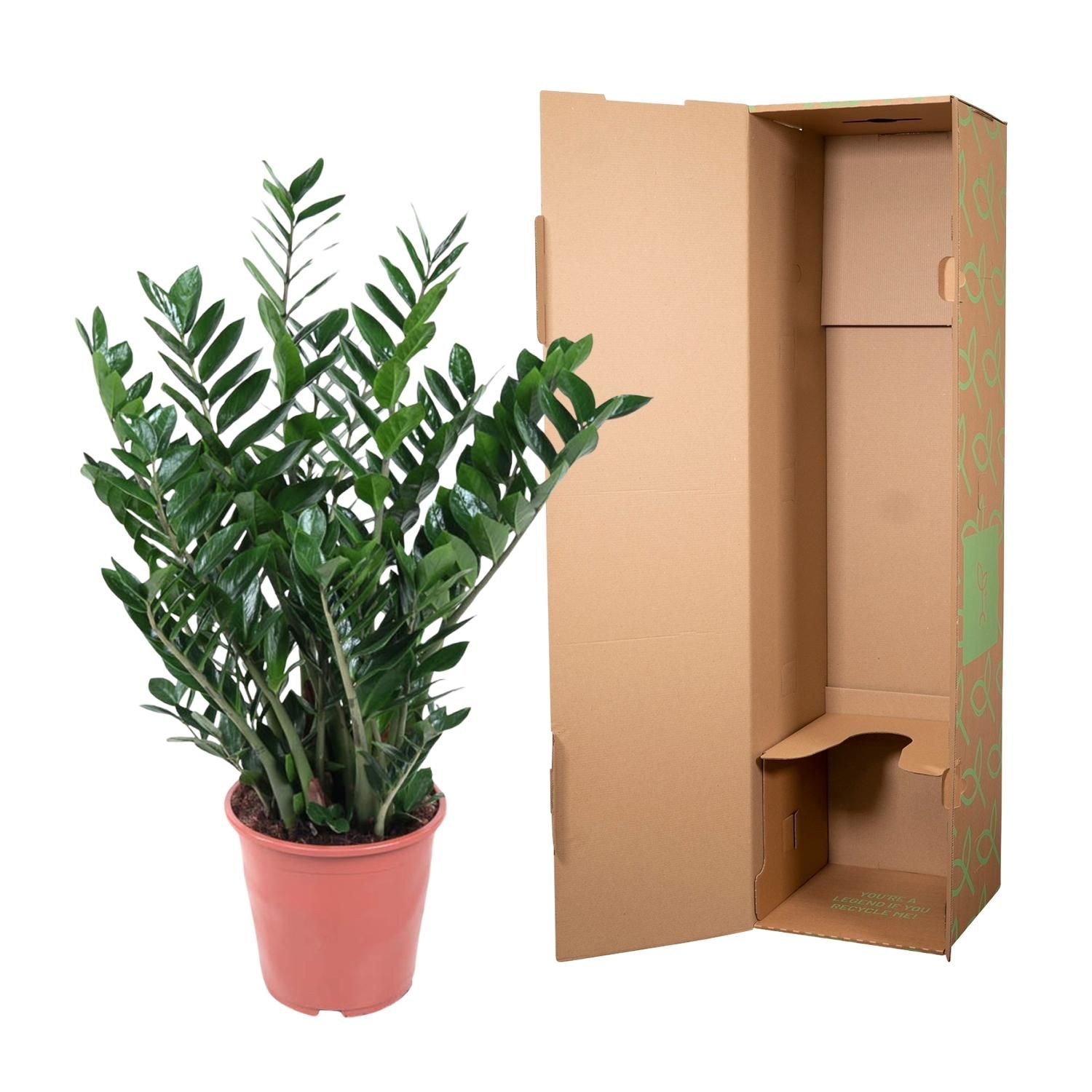 Zamioculcas Zamiifolia Zimmerpflanze