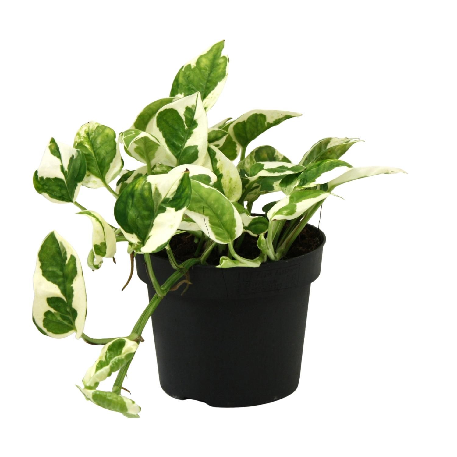 Scindapsus Epipremnum N'joy Zimmerpflanze