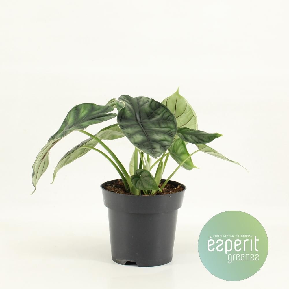 Alocasia Dragon Scale Zimmerpflanze elegant