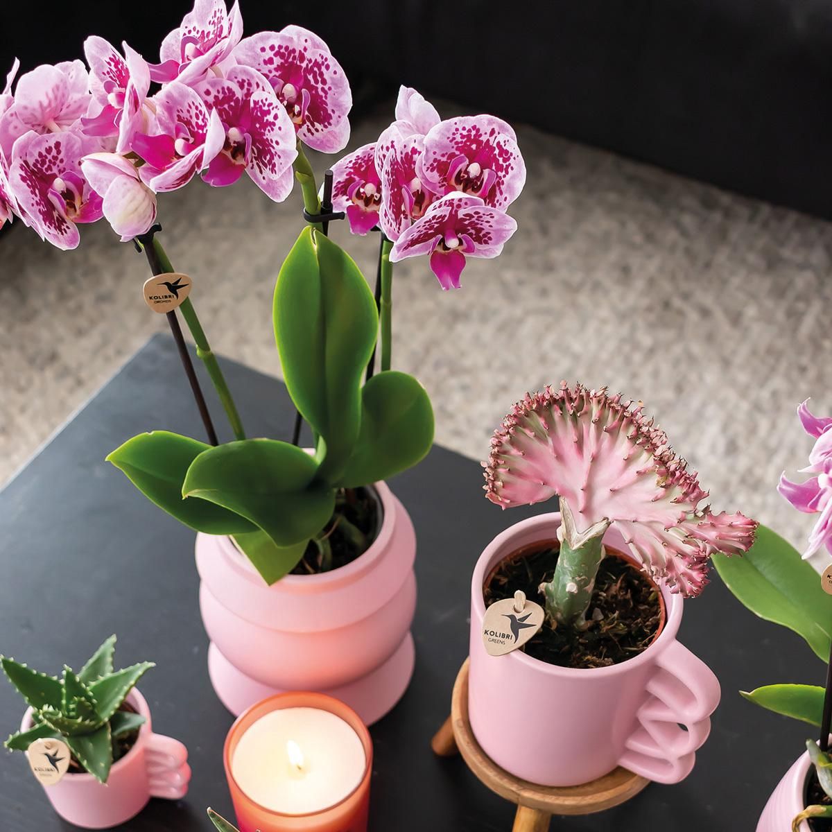 Phalaenopsis Orchideen Duo in Pink und Lila