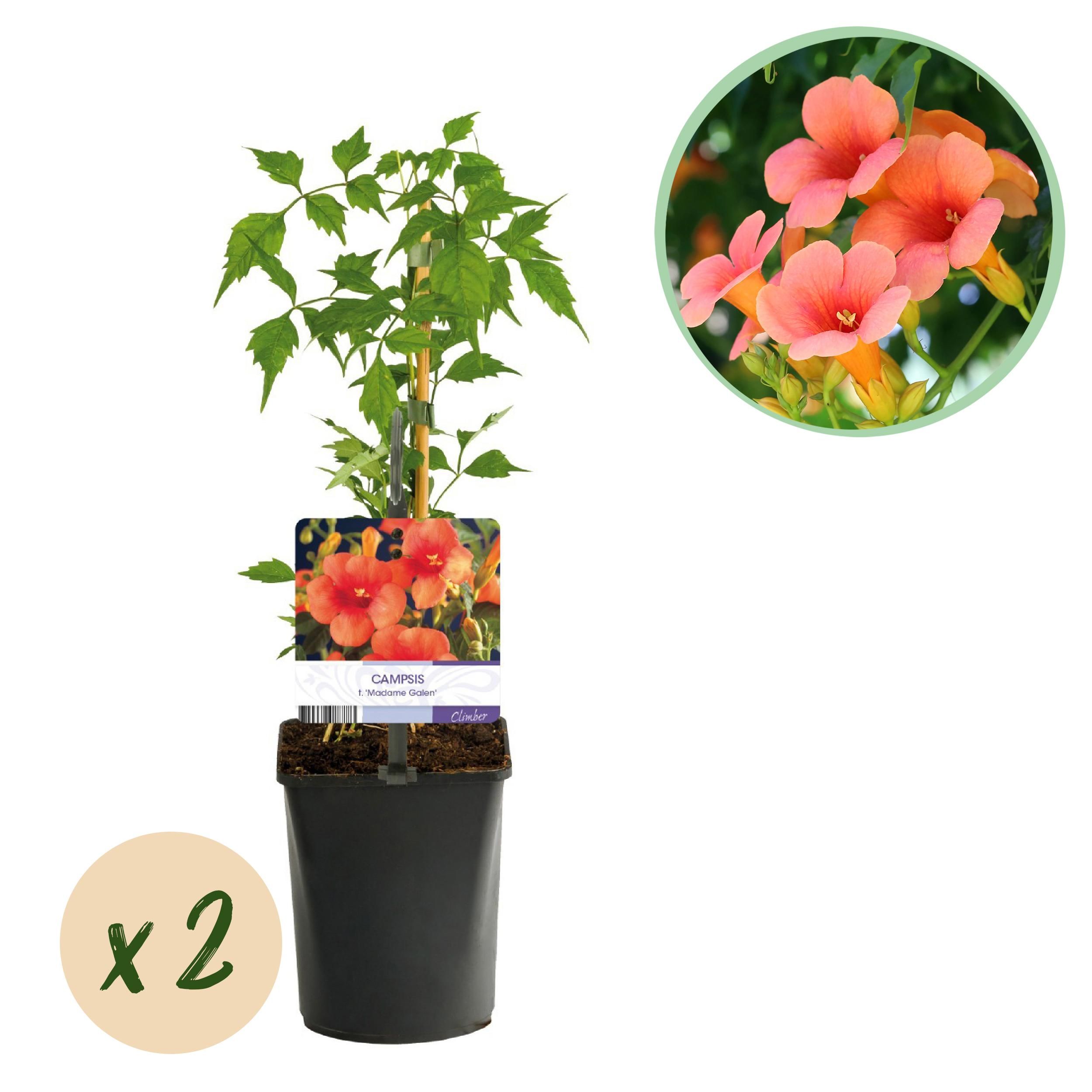 Campsis radicans Trompetblume Madame Galen