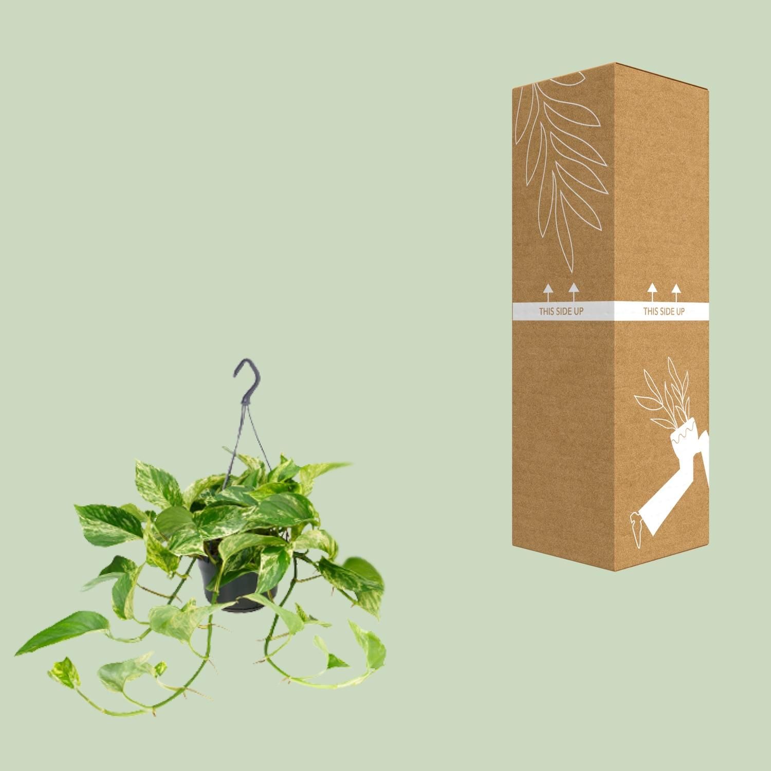 Epipremnum Marble Queen Zimmerpflanze