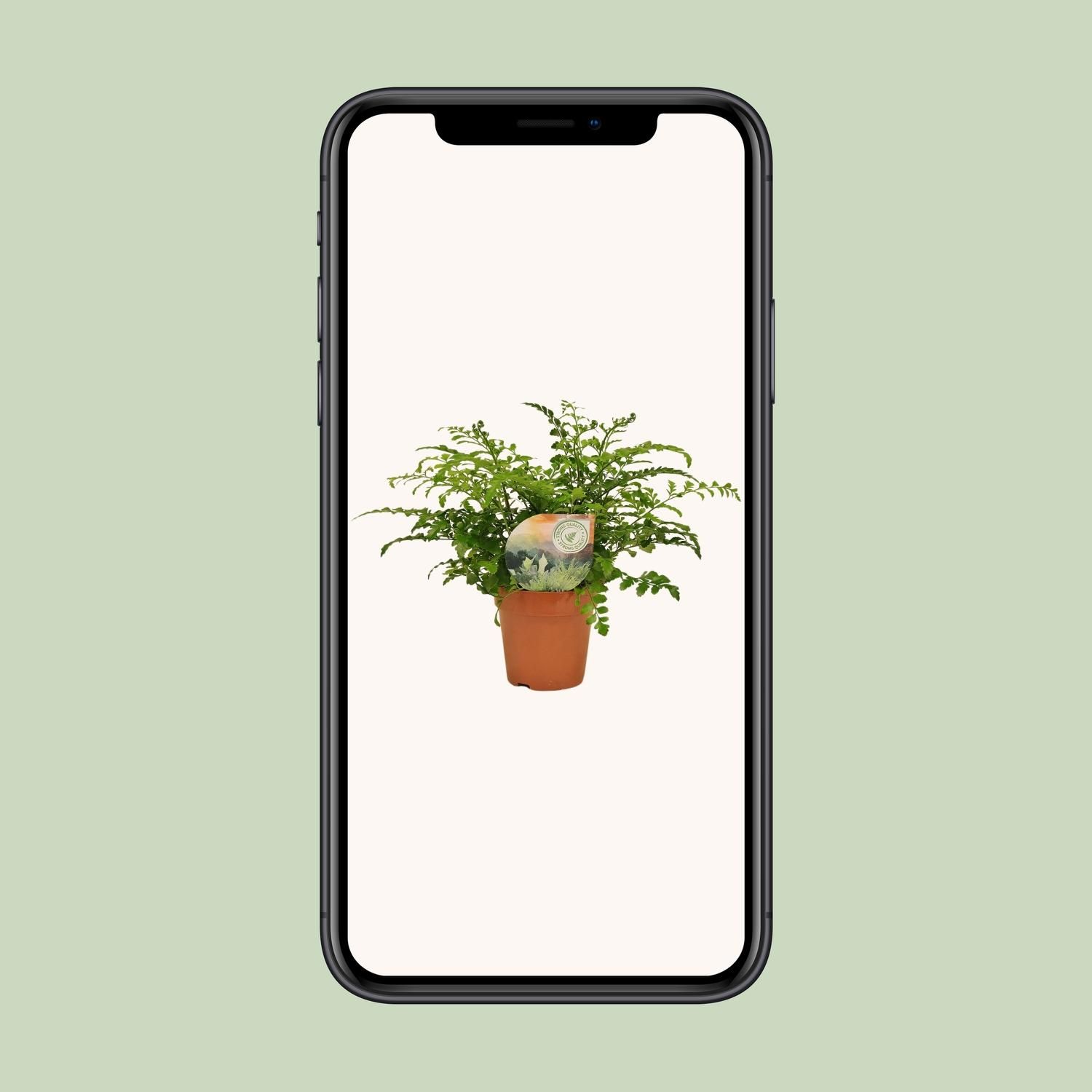 Eleganter Rippenfarn Asplenium Parvati