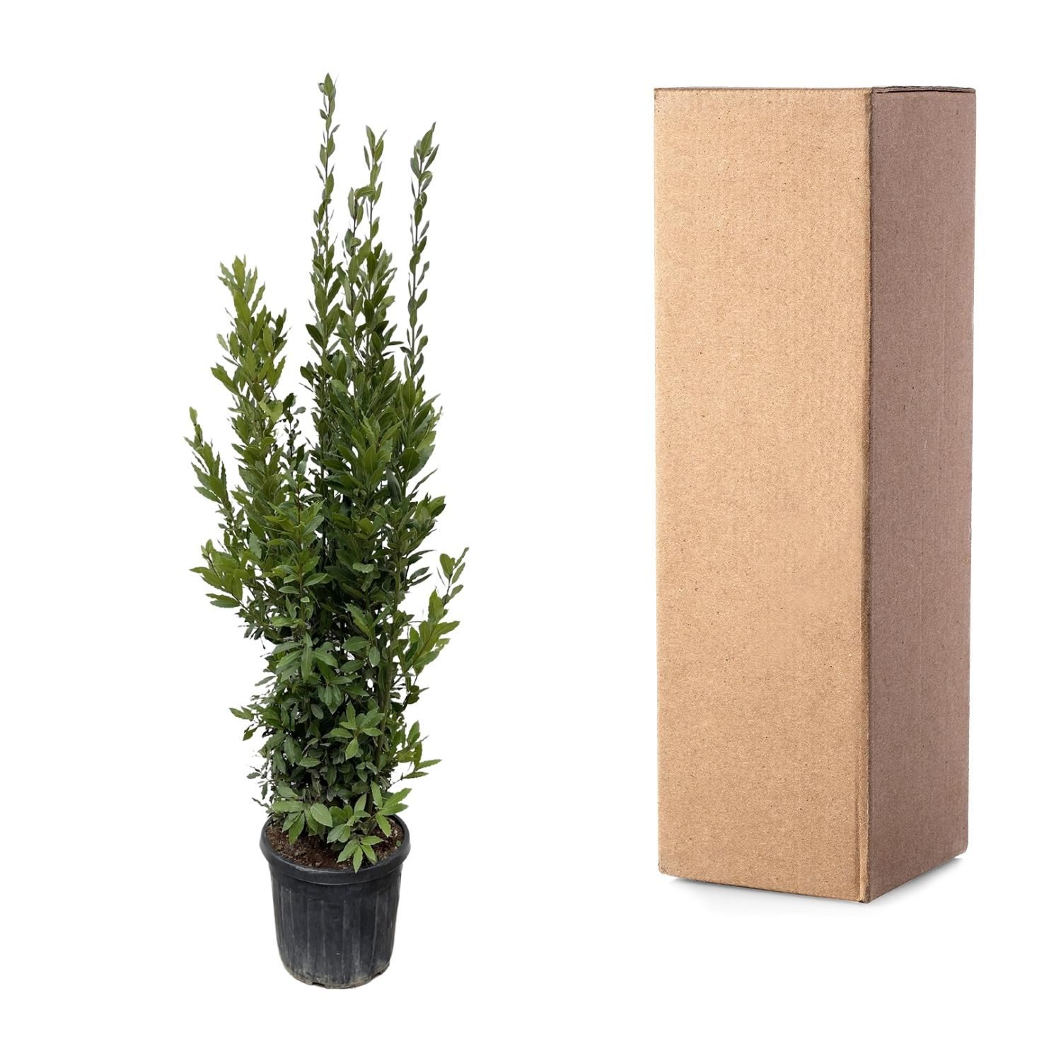 Laurbeer Lorbeerstrauch – Elegante, aromatische Kübelpflanze