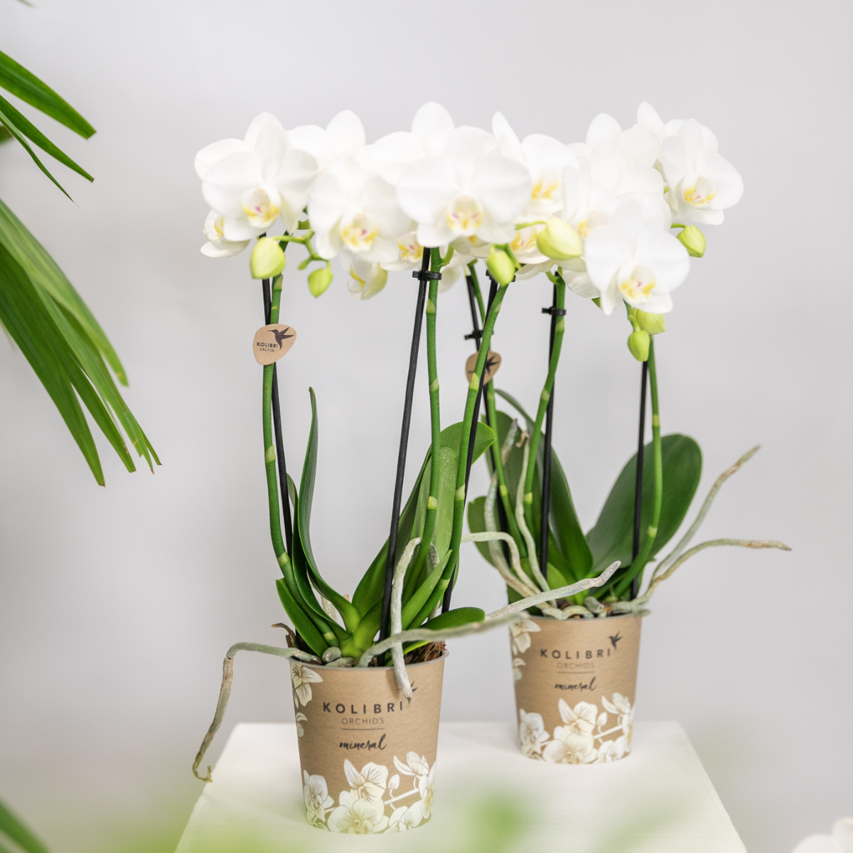 Phalaenopsis Orchidee weiß elegant