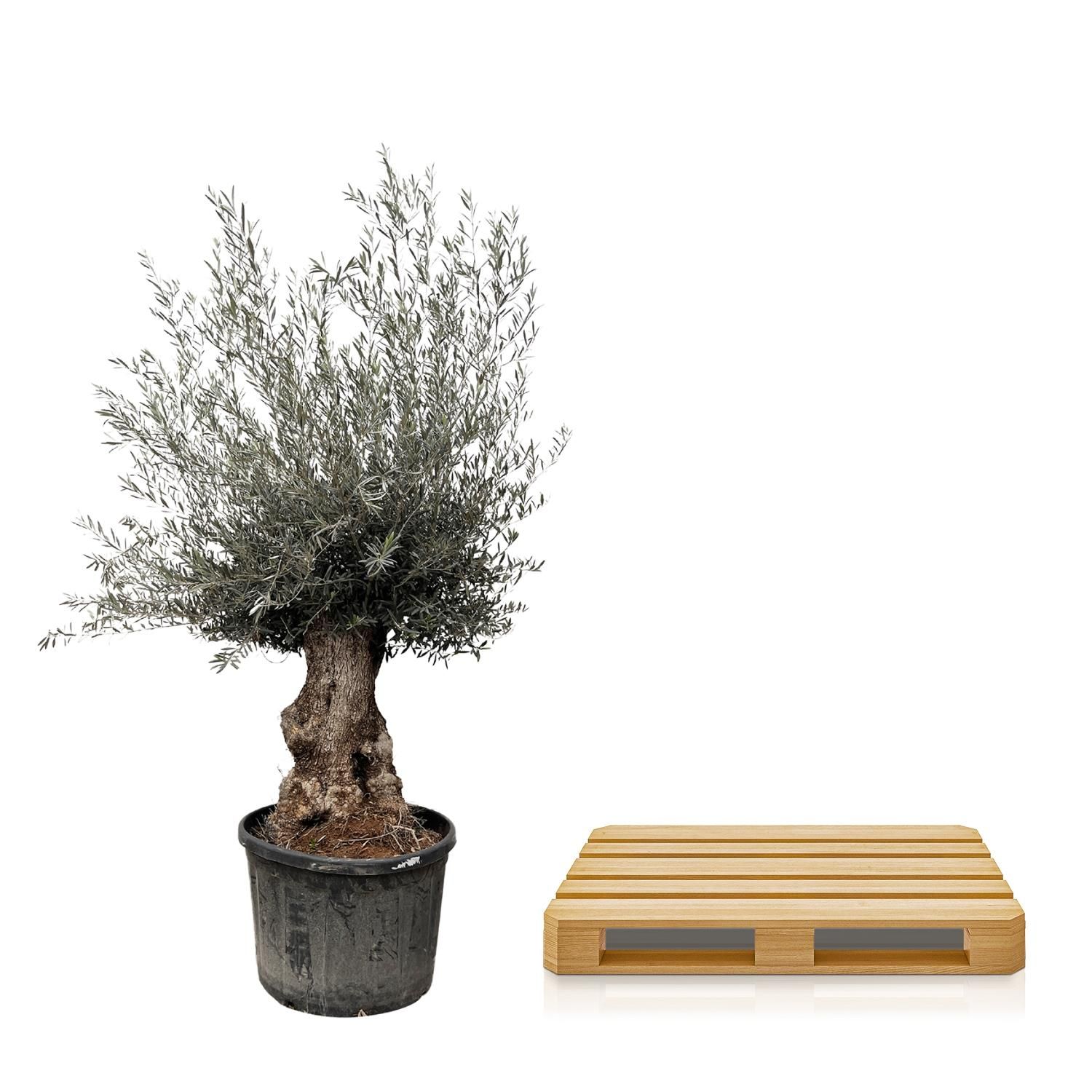 Oleander Bonsai Olea Europaea