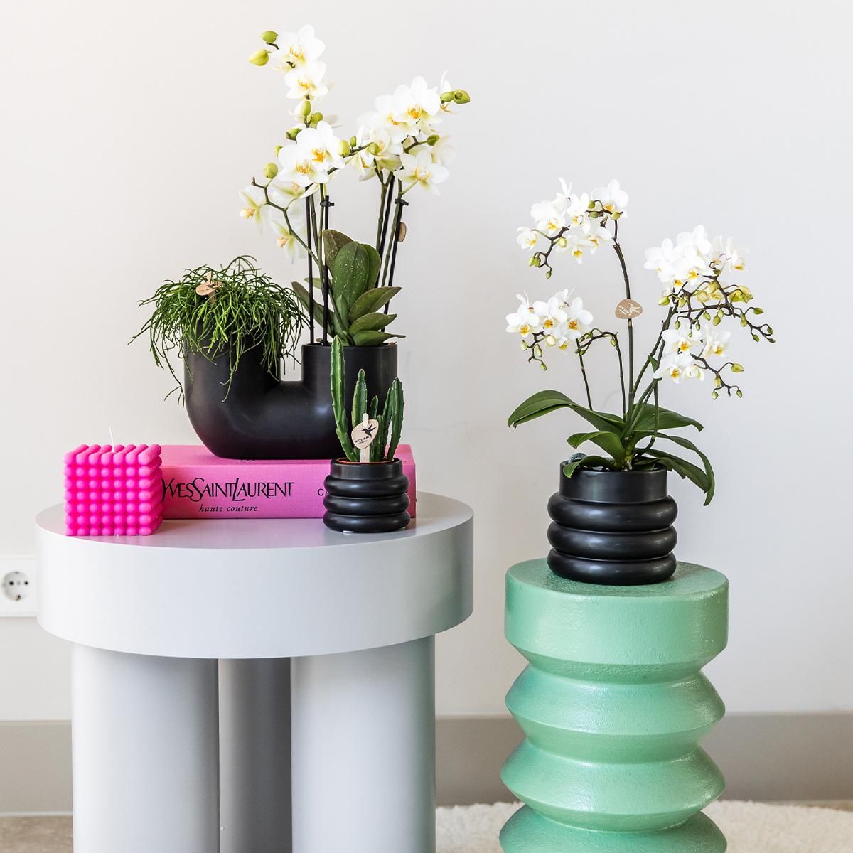 Phalaenopsis Orchidee Andorra im Pastelltopf