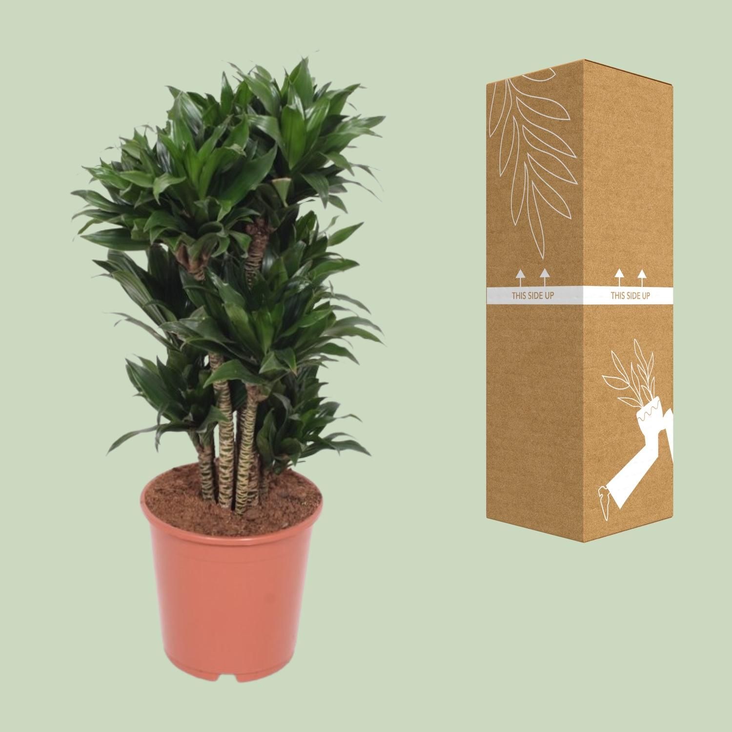 Dracaena Compacta Zimmerpflanze