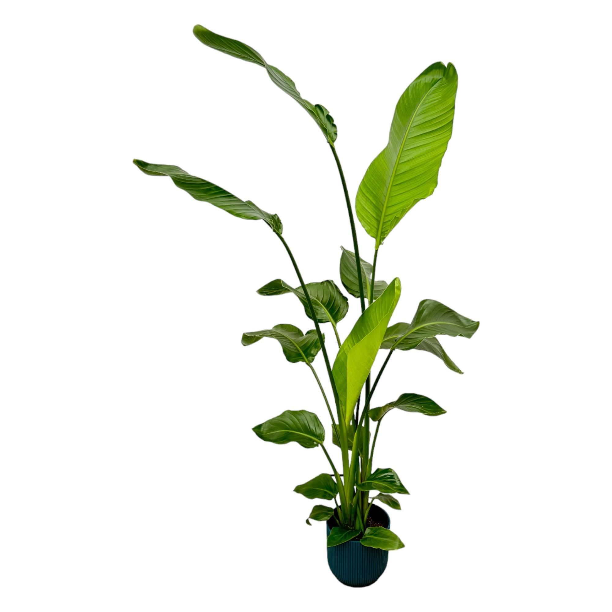 Strelitzia Nicolai Zimmerpflanze