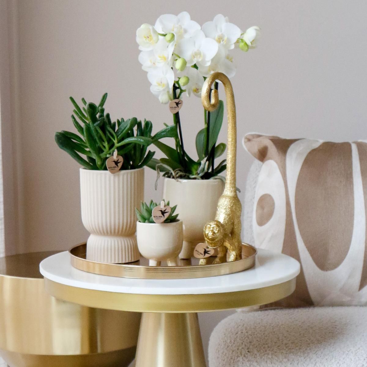 Phalaenopsis Orchidee Weiß