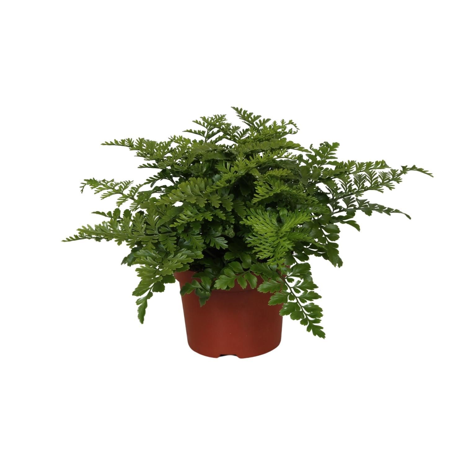 Asplenium Parvati Zimmerfarn