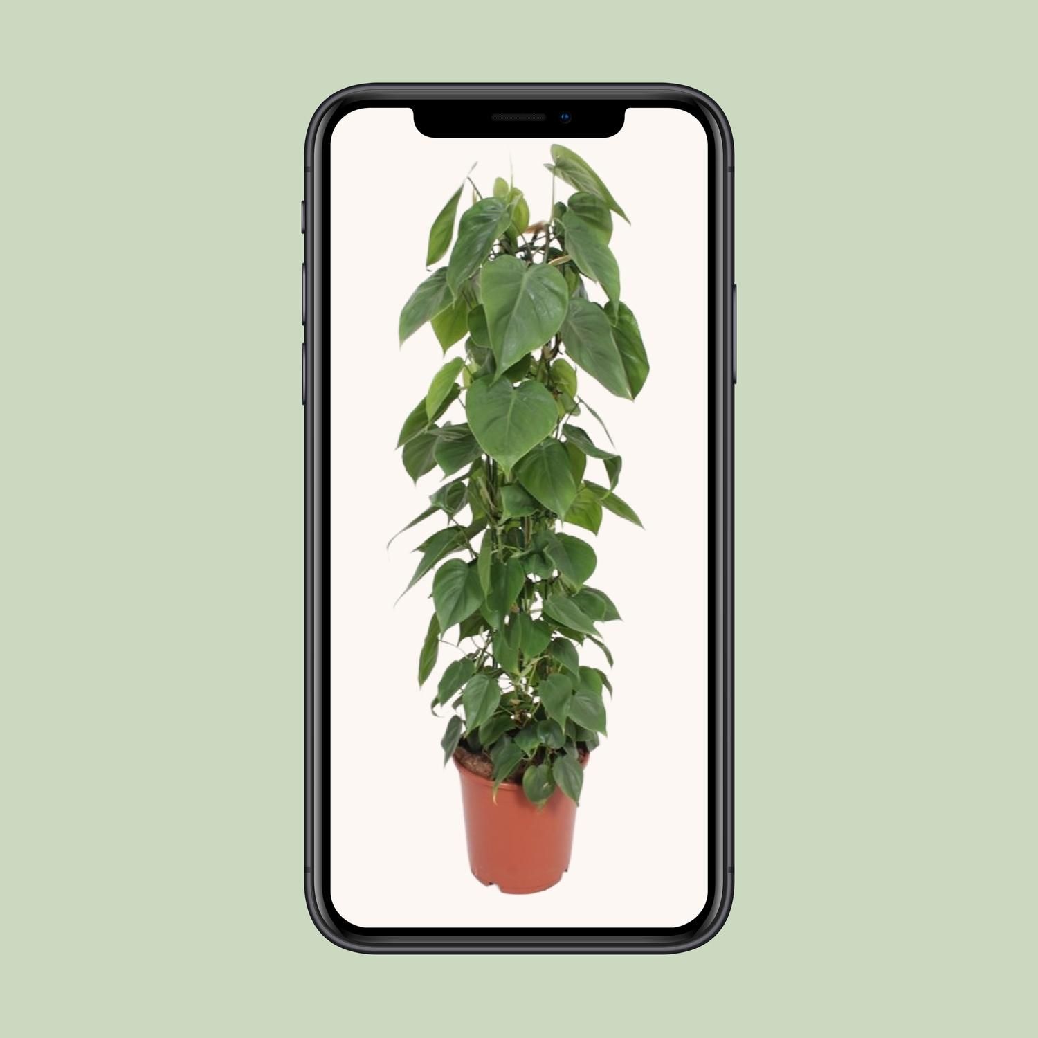 Philodendron Scandens Kletterpflanze