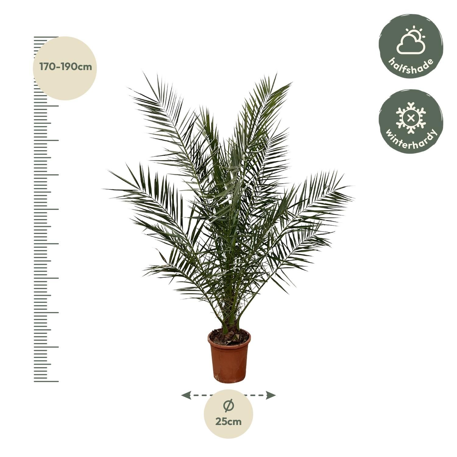 Kanarische Dattelpalme Phoenix Canariensis